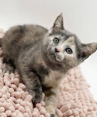 Enlarge Maddie is simply magic Mushy floofy and just wonderful, an adopted mixed breed in Bedford Hills, NY image 2/6