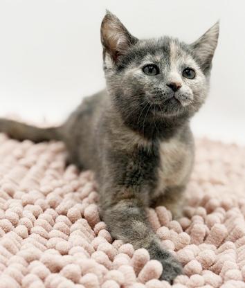 Enlarge Maddie is simply magic Mushy floofy and just wonderful, an adopted mixed breed in Bedford Hills, NY image 6/6