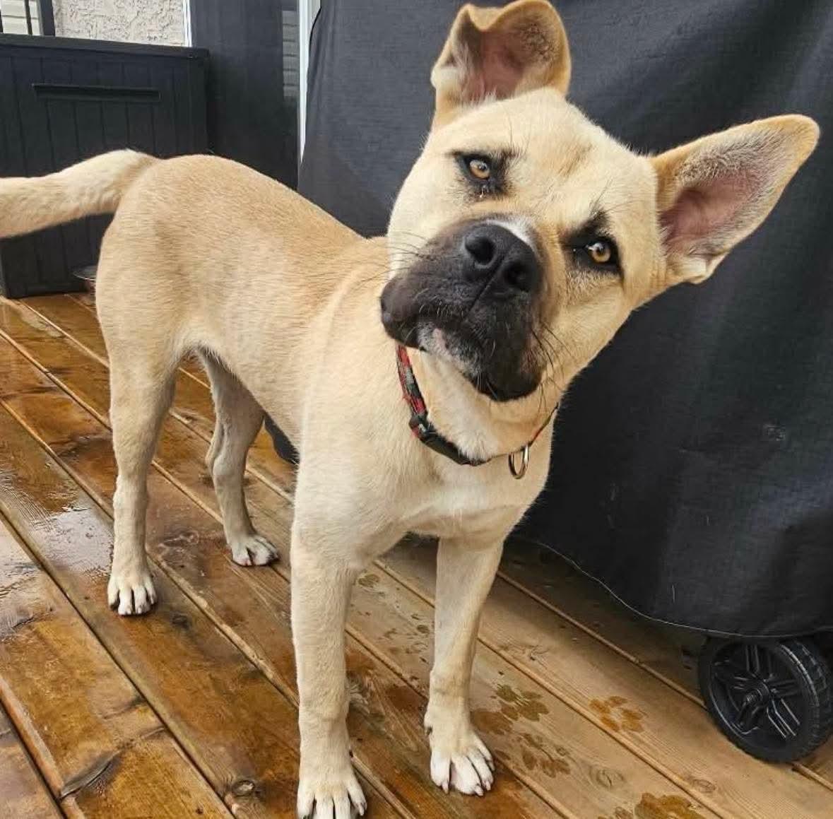 Enlarge Tahoe, a Adoptable mixed breed in Edmonton, AB image 1/5