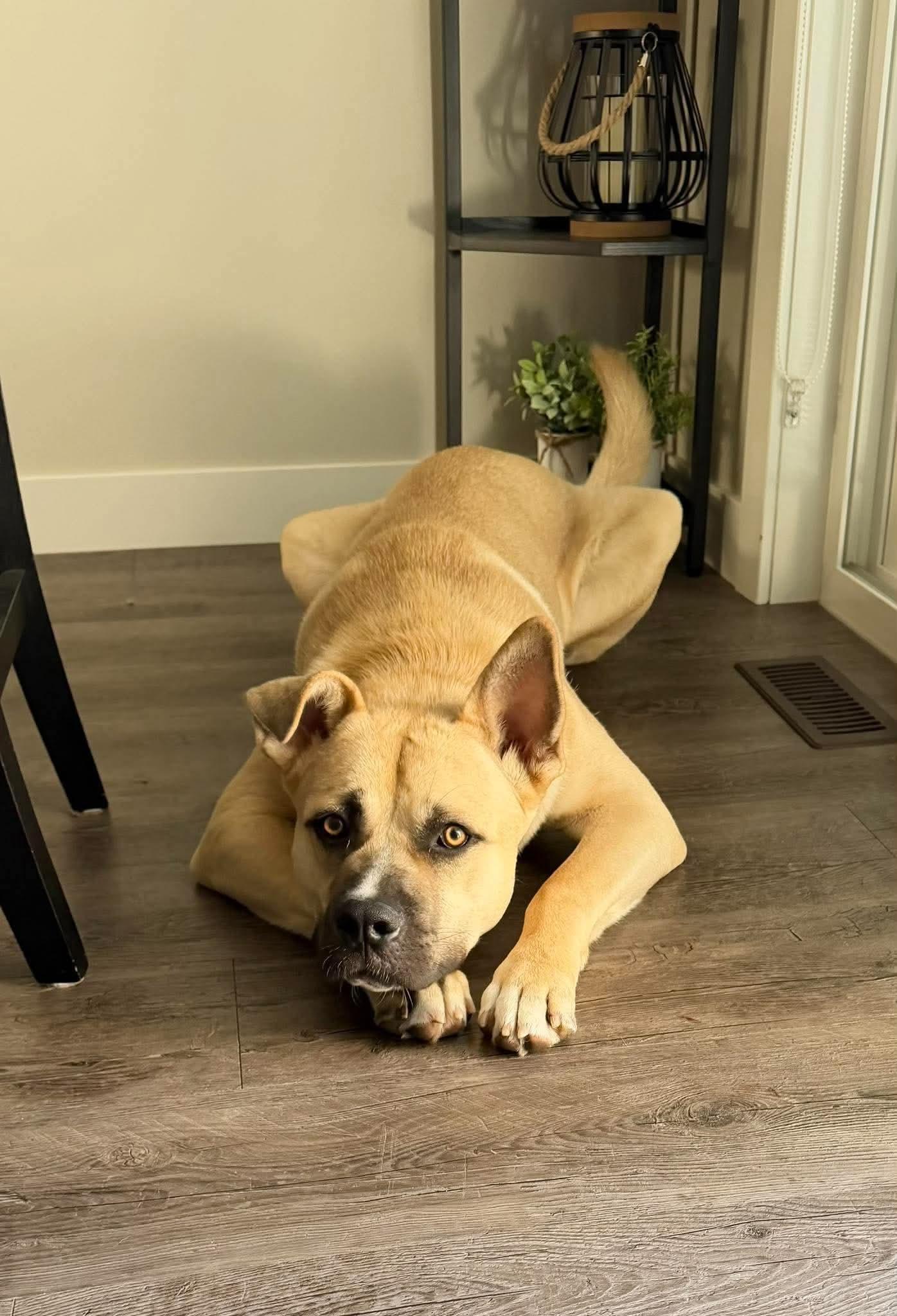 Enlarge Tahoe, a Adoptable mixed breed in Edmonton, AB image 2/5