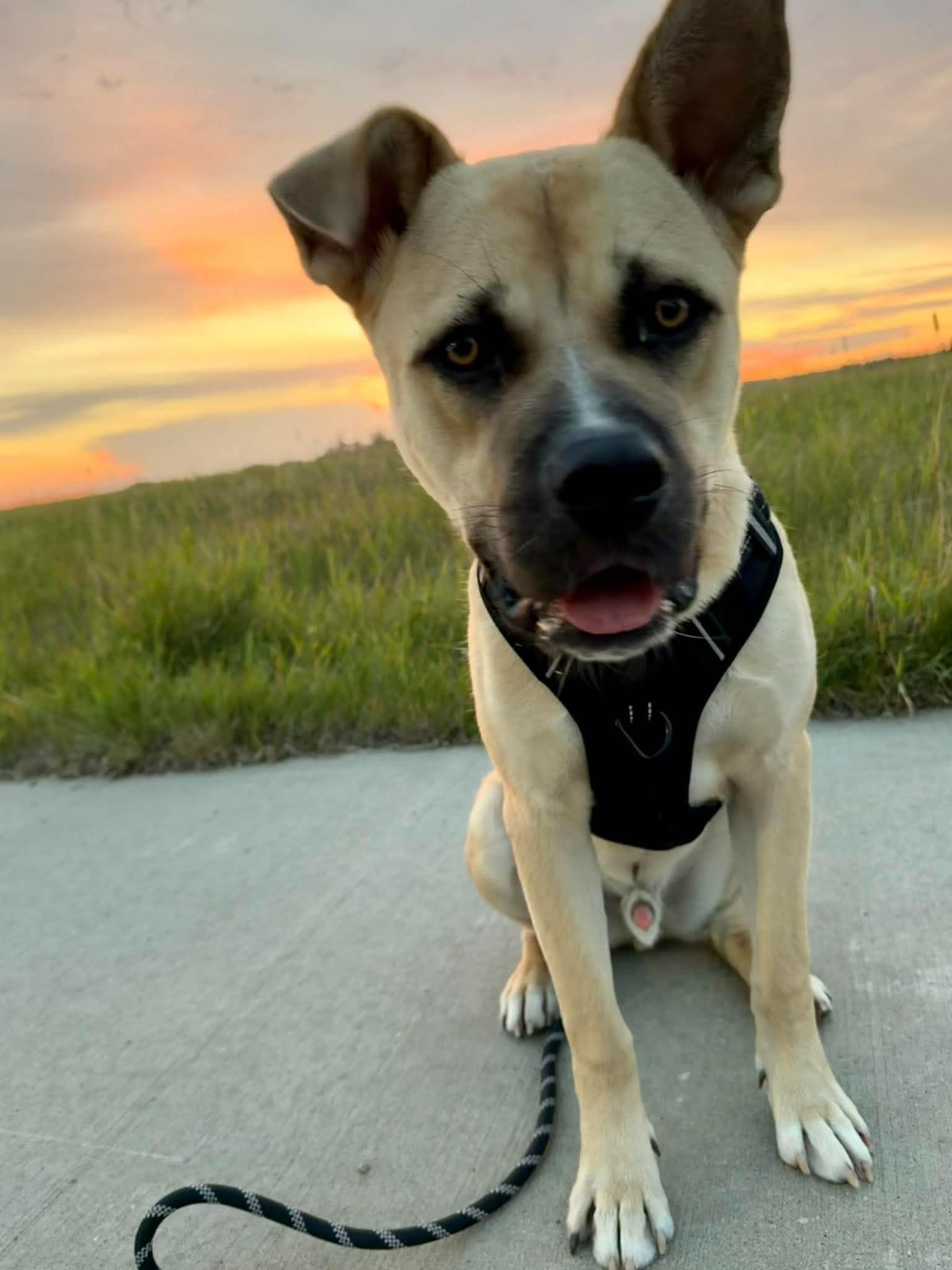 Enlarge Tahoe, a Adoptable mixed breed in Edmonton, AB image 3/5