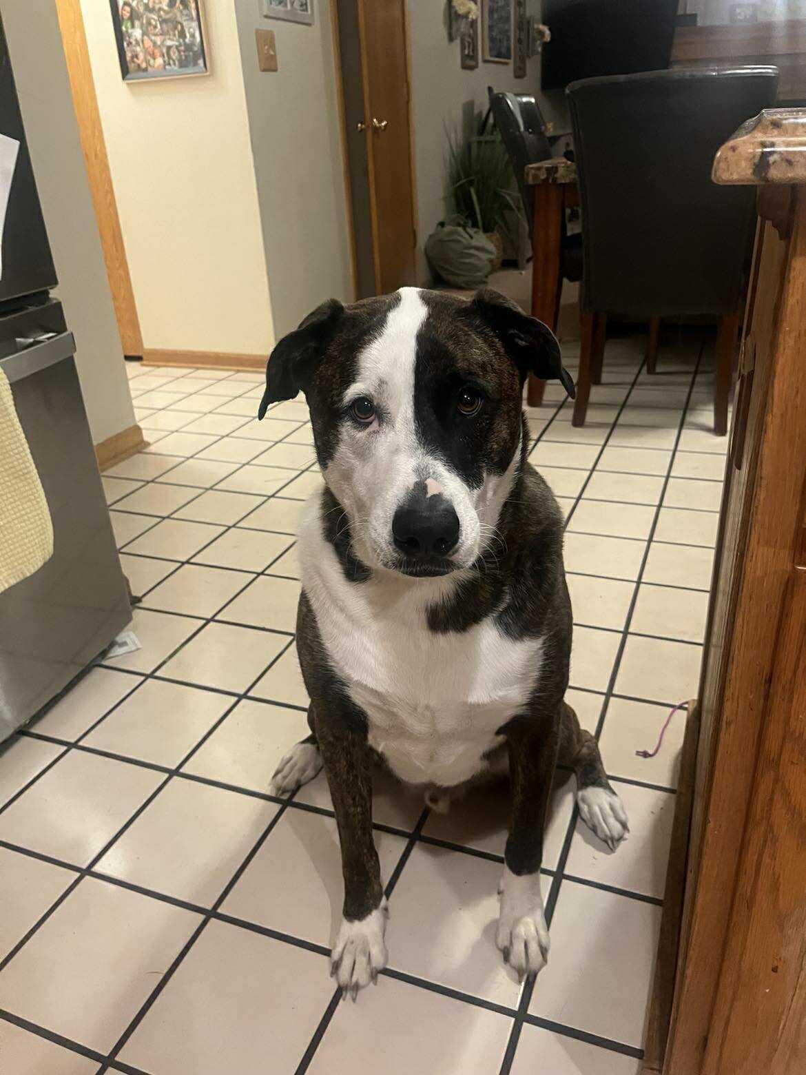 Rocky, a Adoptable mixed breed in Crystal Lake, IL image 2/6