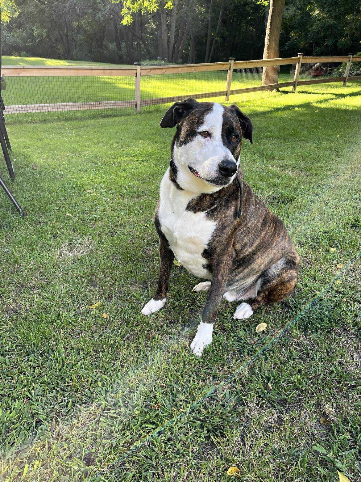 Rocky, a Adoptable mixed breed in Crystal Lake, IL image 3/6
