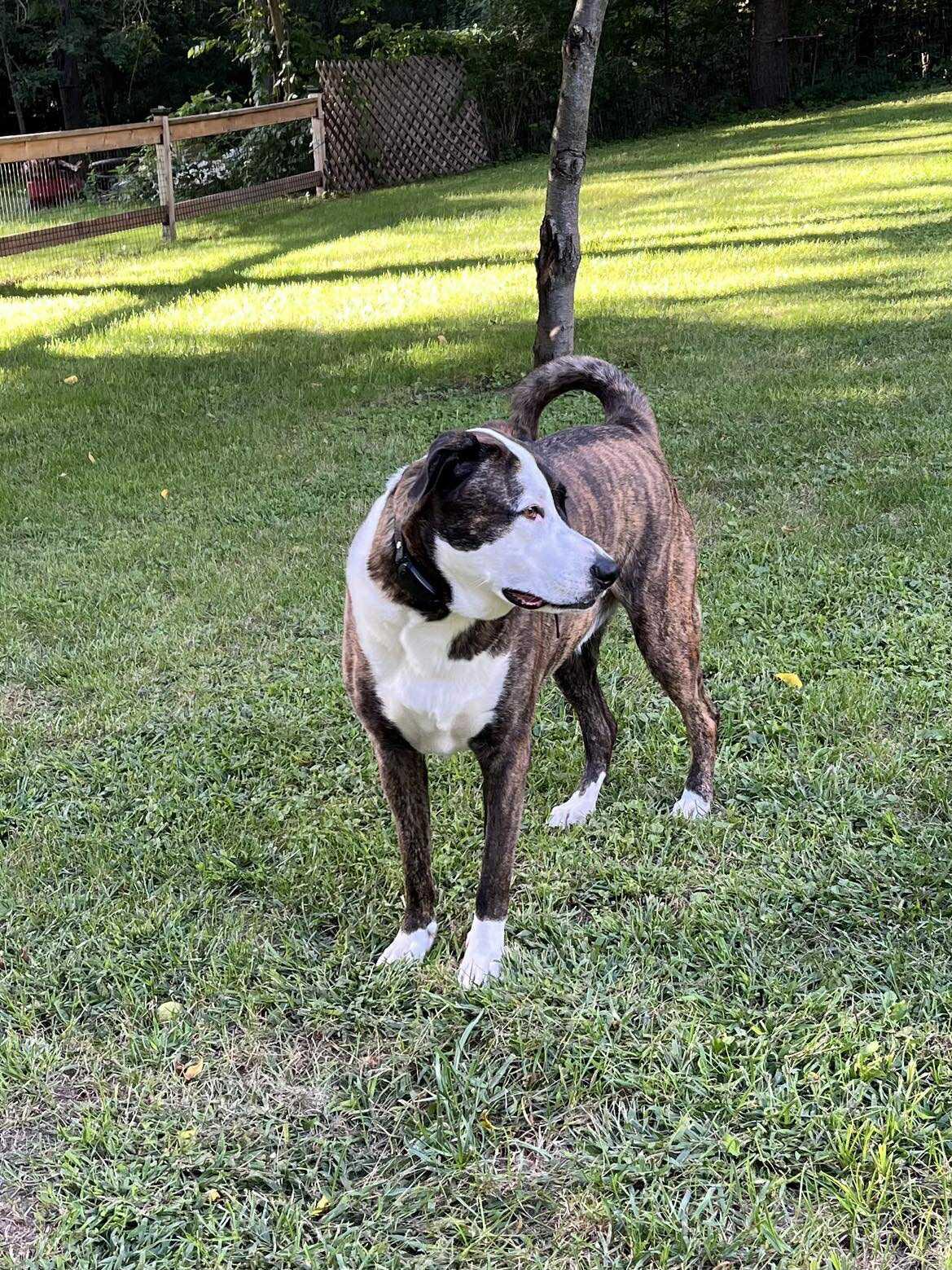 Rocky, a Adoptable mixed breed in Crystal Lake, IL image 6/6