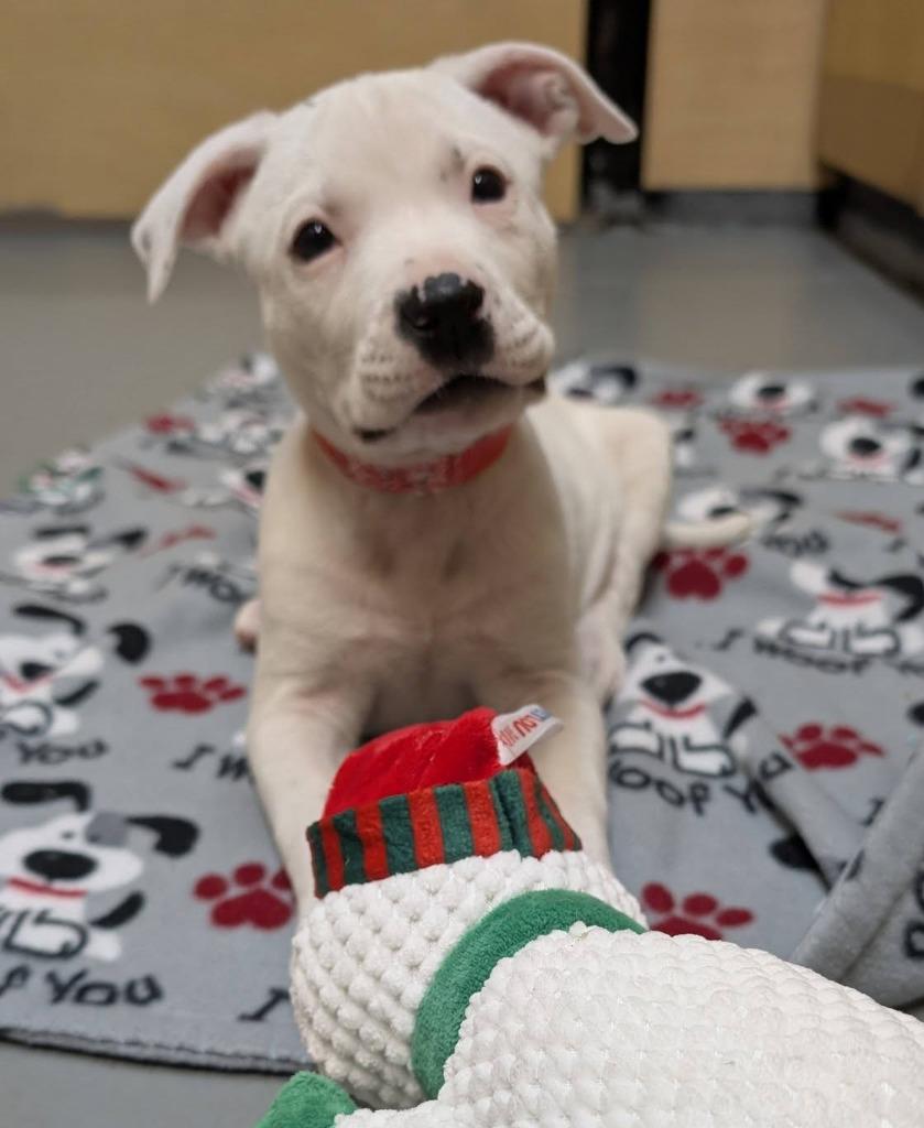 Enlarge Asterisk, a Adoptable mixed breed in Warren, MI image 1/6