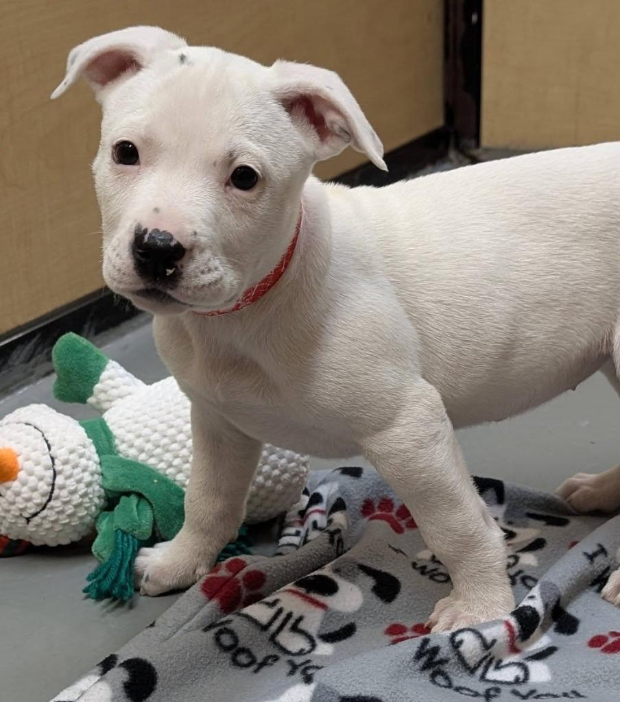 Enlarge Asterisk, a Adoptable mixed breed in Warren, MI image 2/6