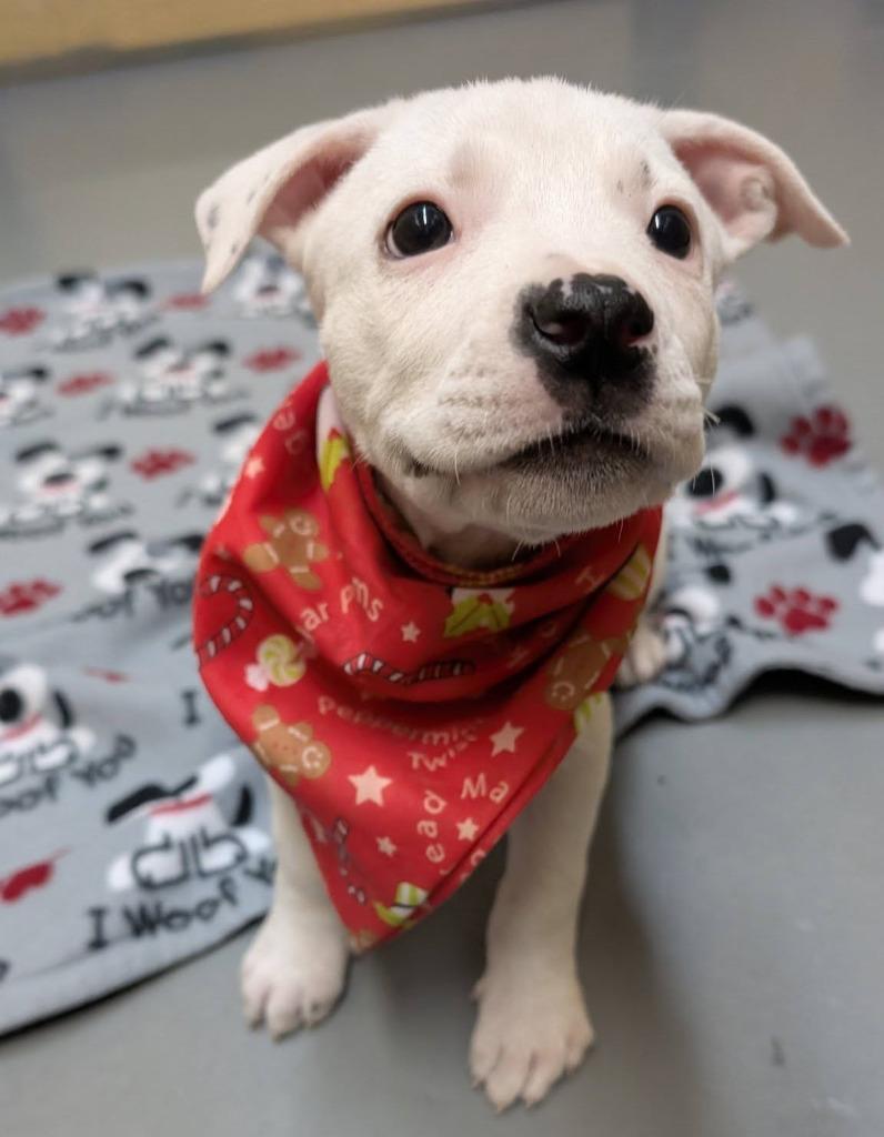 Enlarge Asterisk, a Adoptable mixed breed in Warren, MI image 3/6