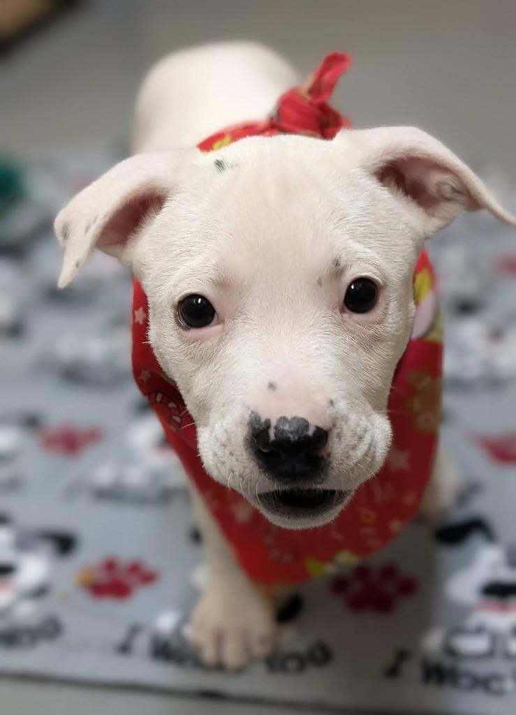 Enlarge Asterisk, a Adoptable mixed breed in Warren, MI image 5/6