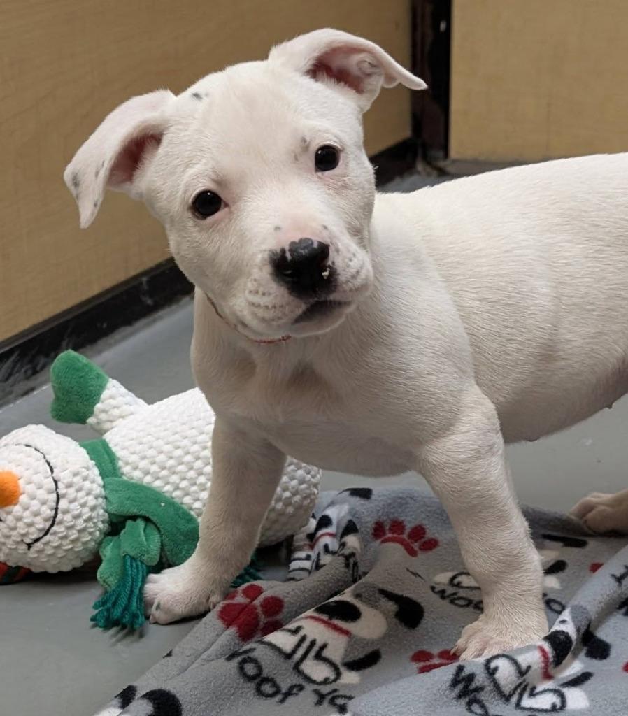 Enlarge Asterisk, a Adoptable mixed breed in Warren, MI image 6/6