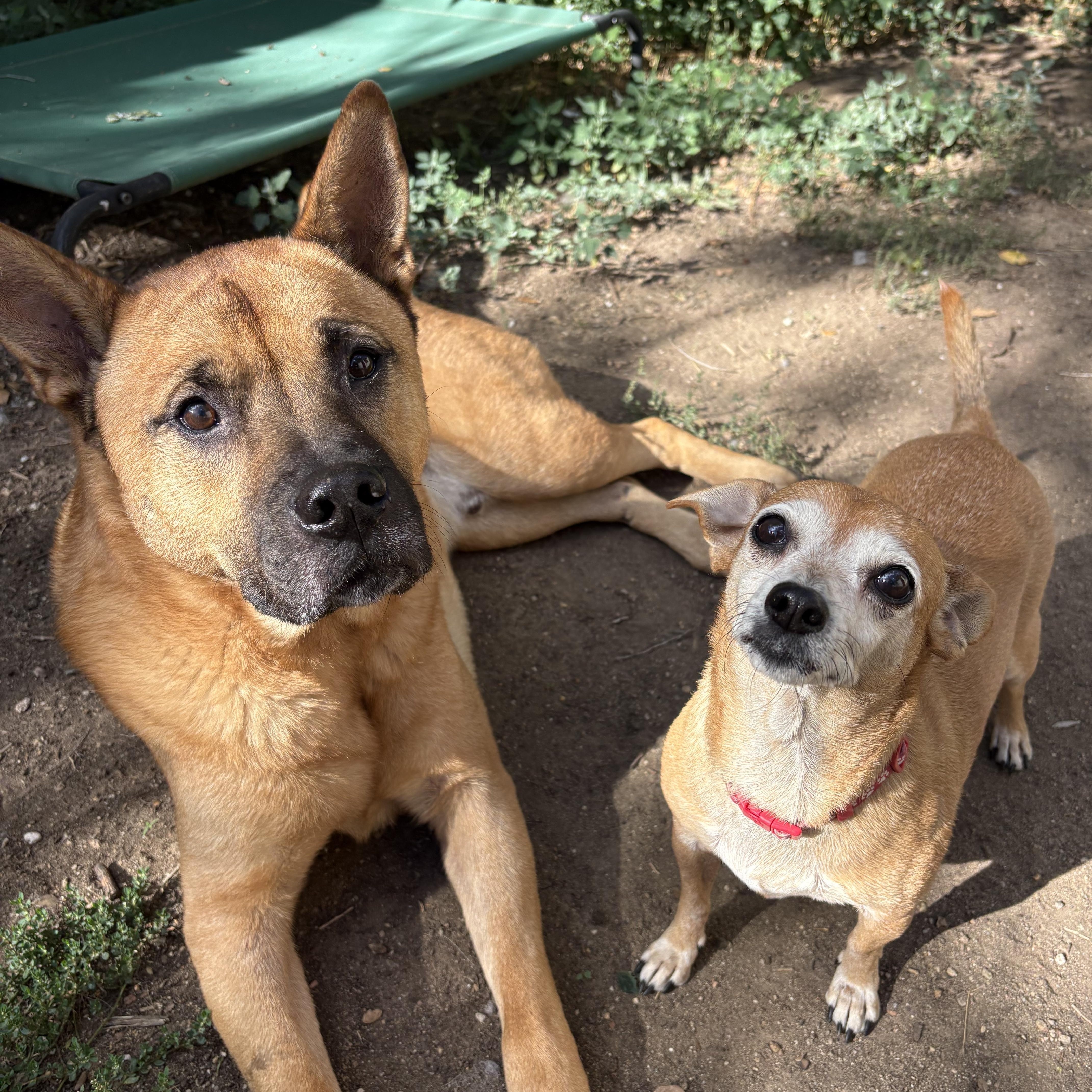 Enlarge Oatmeal in Colorado, a Adoptable mixed breed in Denver, CO image 5/6