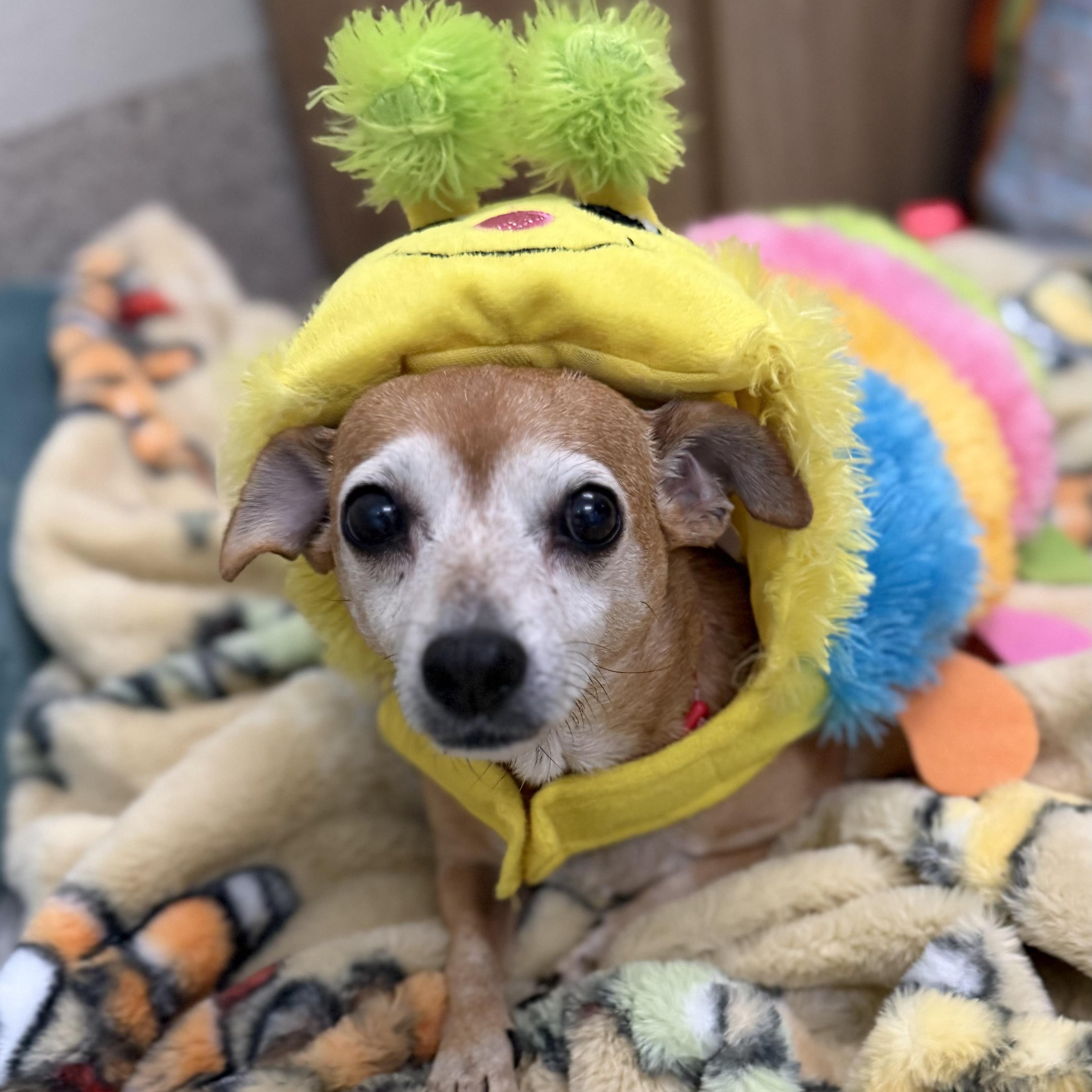 Enlarge Oatmeal in Colorado, a Adoptable mixed breed in Denver, CO image 3/6