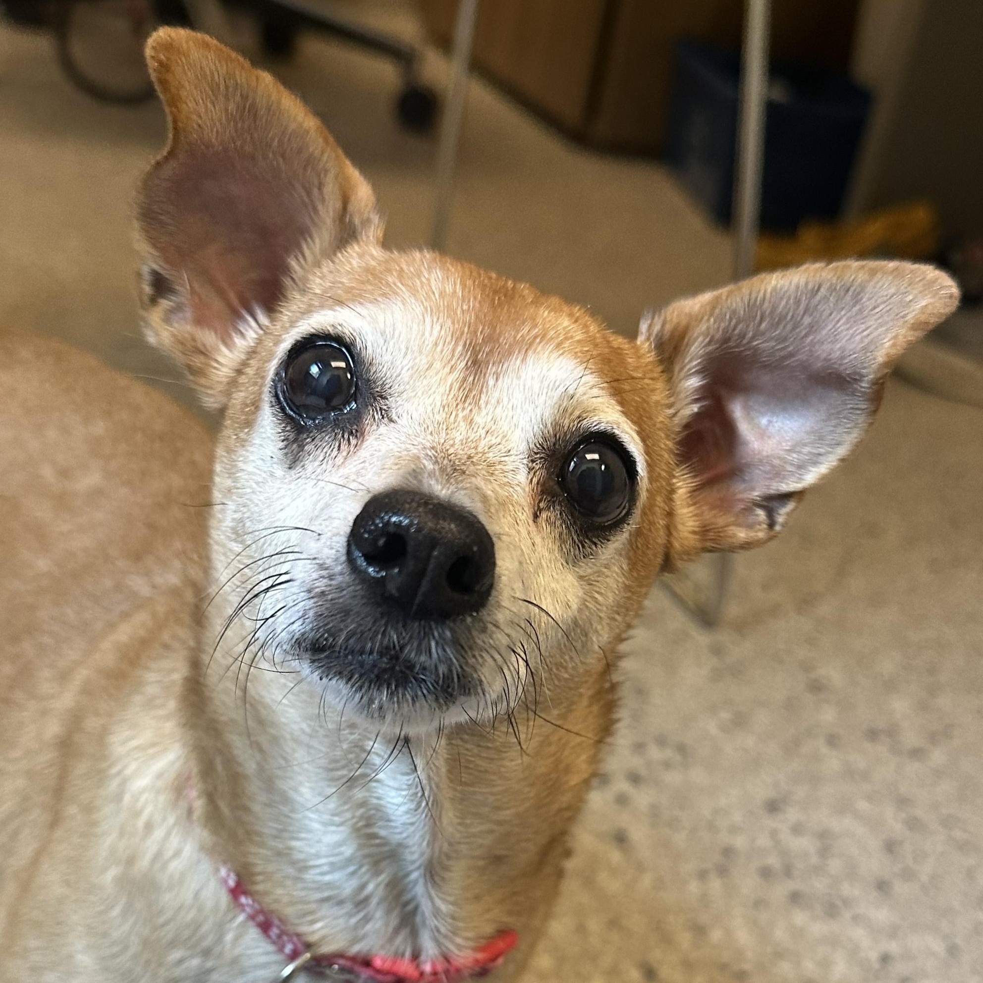 Enlarge Oatmeal in Colorado, a Adoptable mixed breed in Denver, CO image 2/6