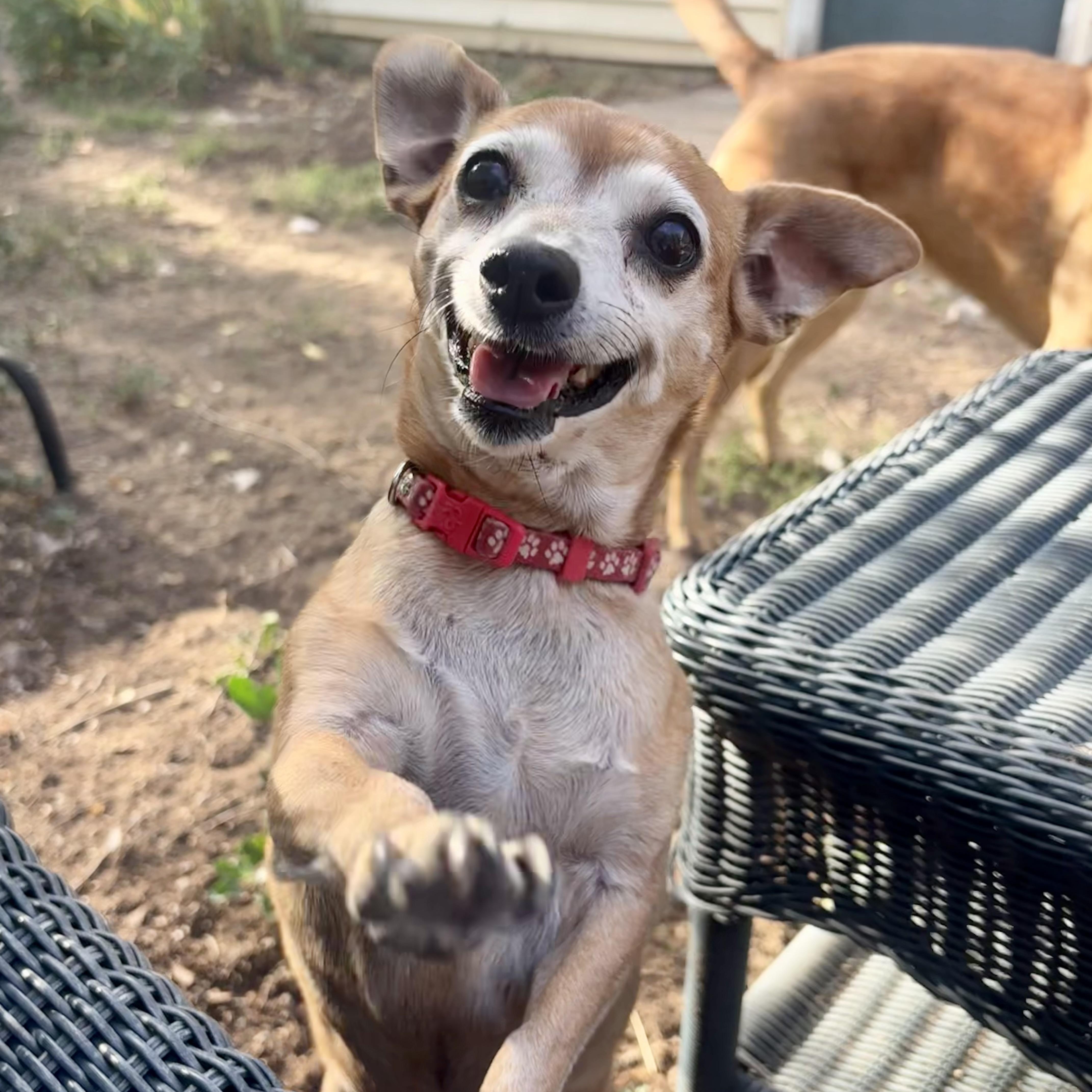 Oatmeal in Colorado, Adoptable, Senior Female Chihuahua.