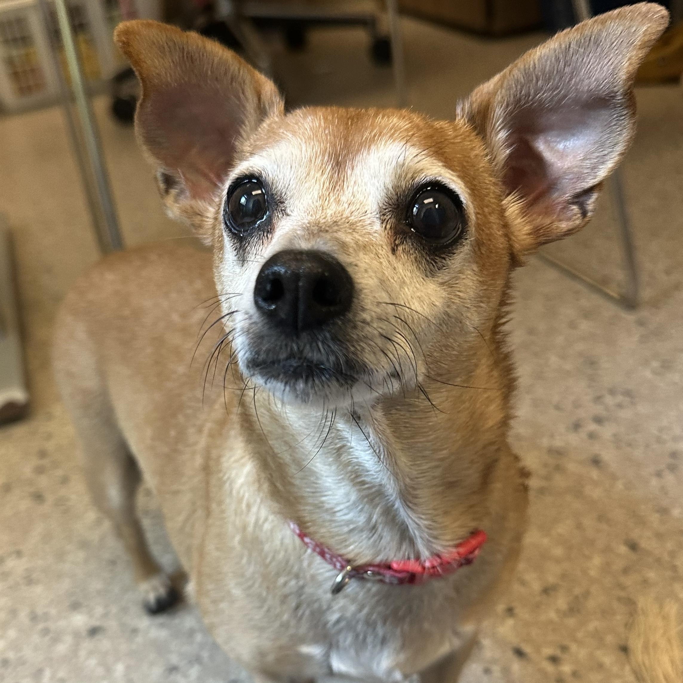 Enlarge Oatmeal in Colorado, a Adoptable mixed breed in Denver, CO image 6/6