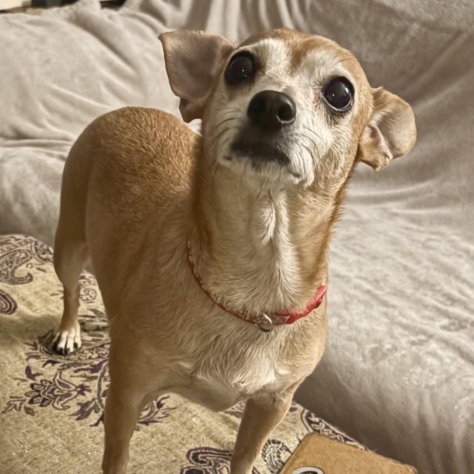 Enlarge Oatmeal in Colorado, a Adoptable mixed breed in Denver, CO image 4/6