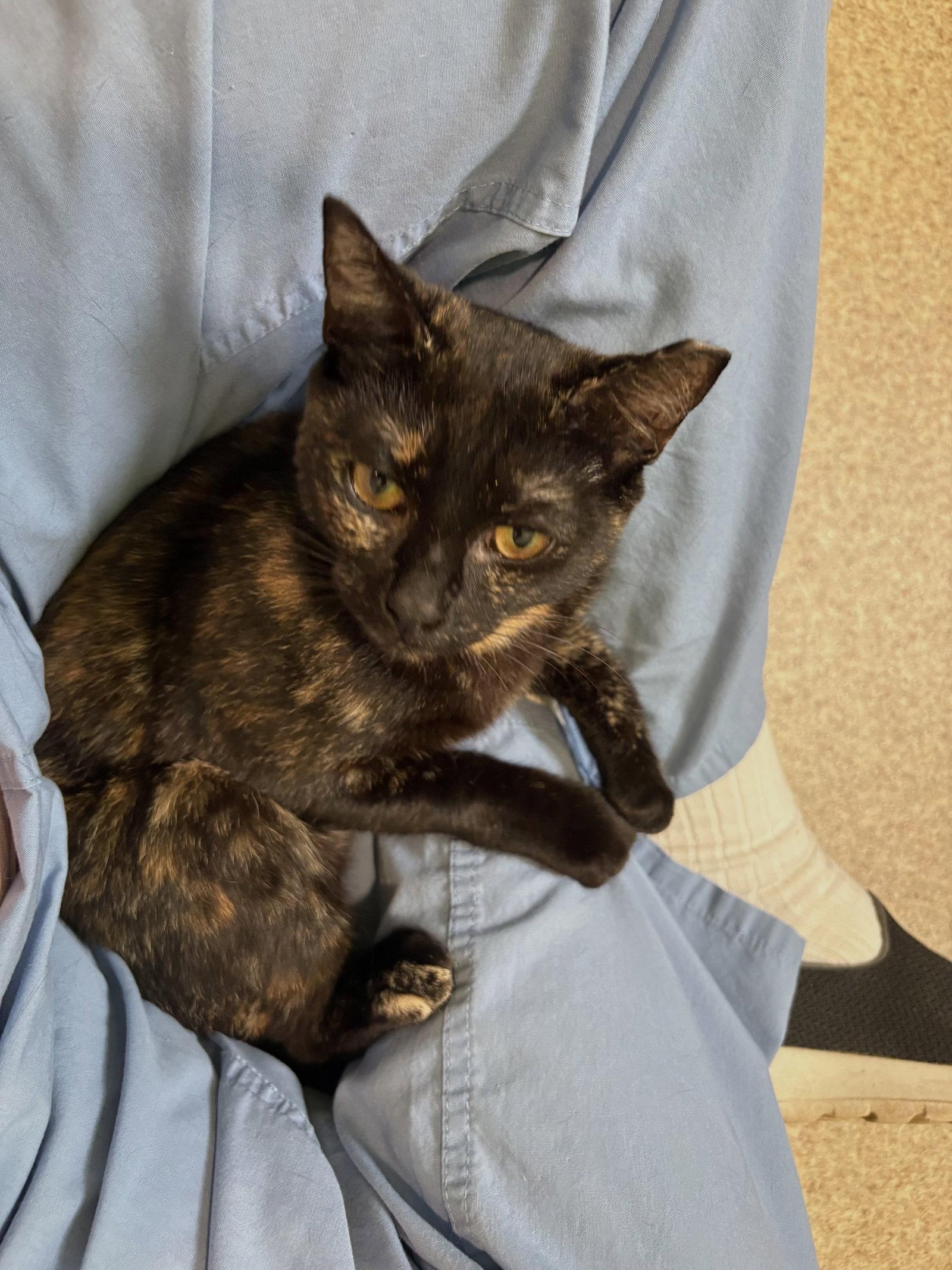 Enlarge Umber, a Adoptable mixed breed in Mc Cormick, SC image 1/3