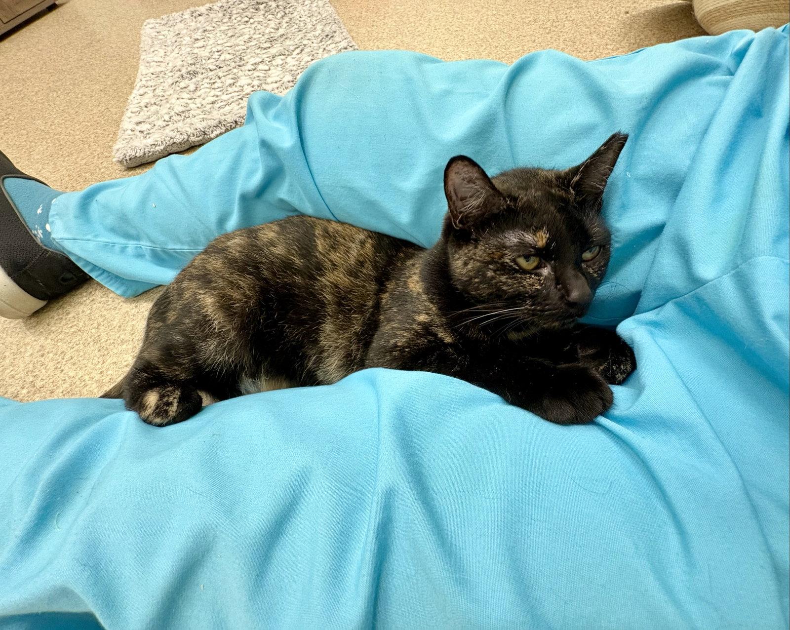 Umber, Adoptable, Adult Female Tortoiseshell & Domestic Short Hair.