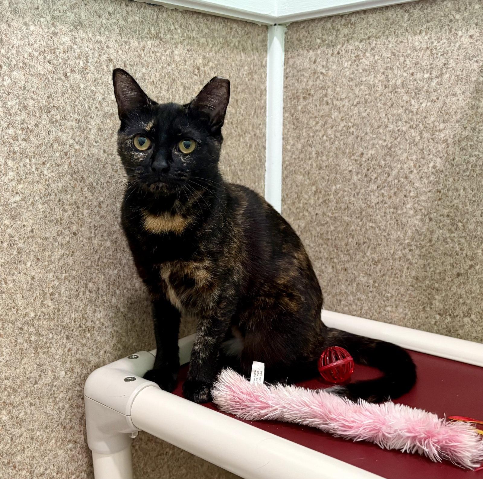 Enlarge Umber, a Adoptable mixed breed in Mc Cormick, SC image 2/3