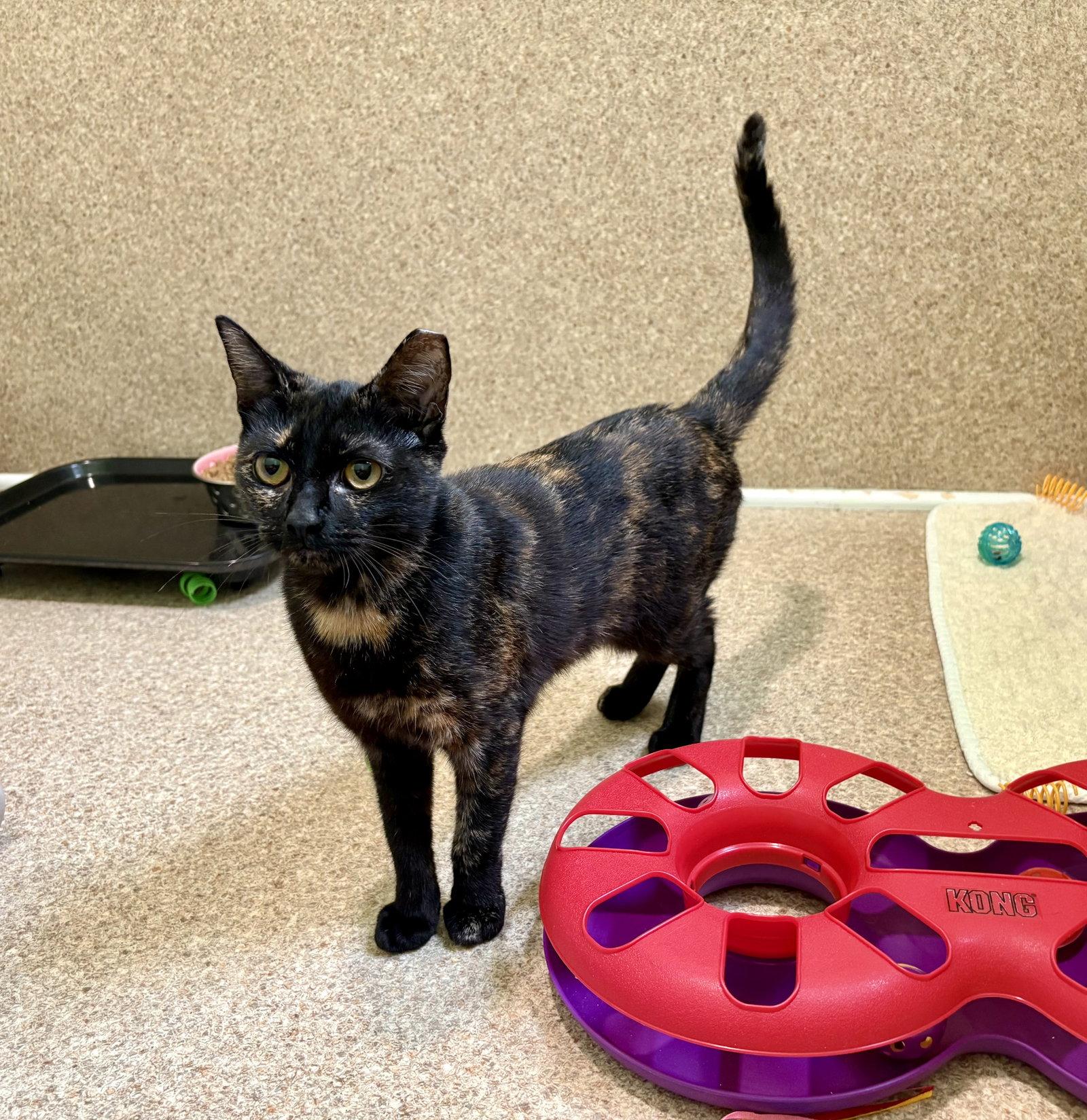 Enlarge Umber, a Adoptable mixed breed in Mc Cormick, SC image 3/3