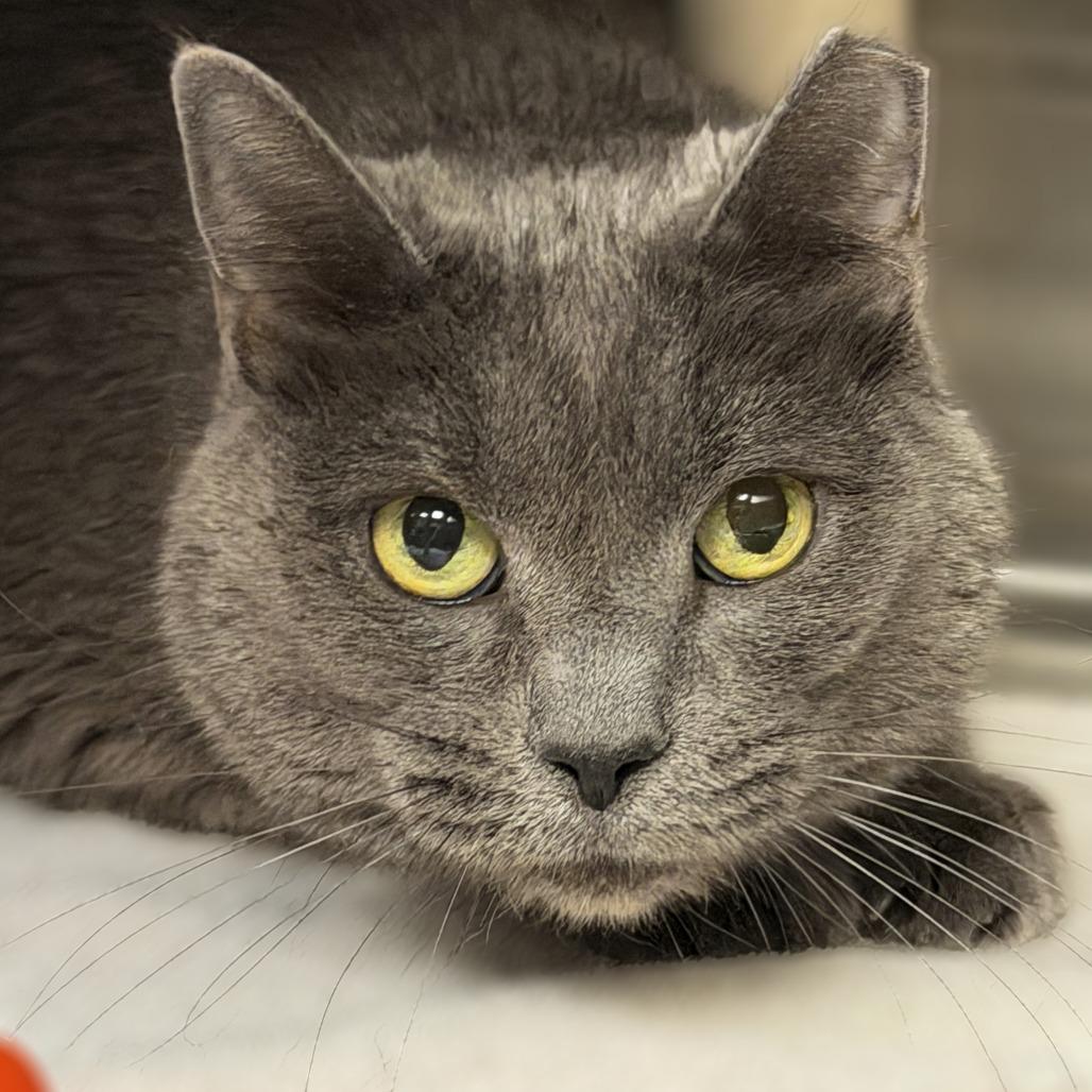 Shade — thumbnail 2