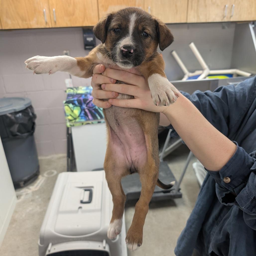 Disinfectant, Adoptable, Puppy Female Mixed Breed.