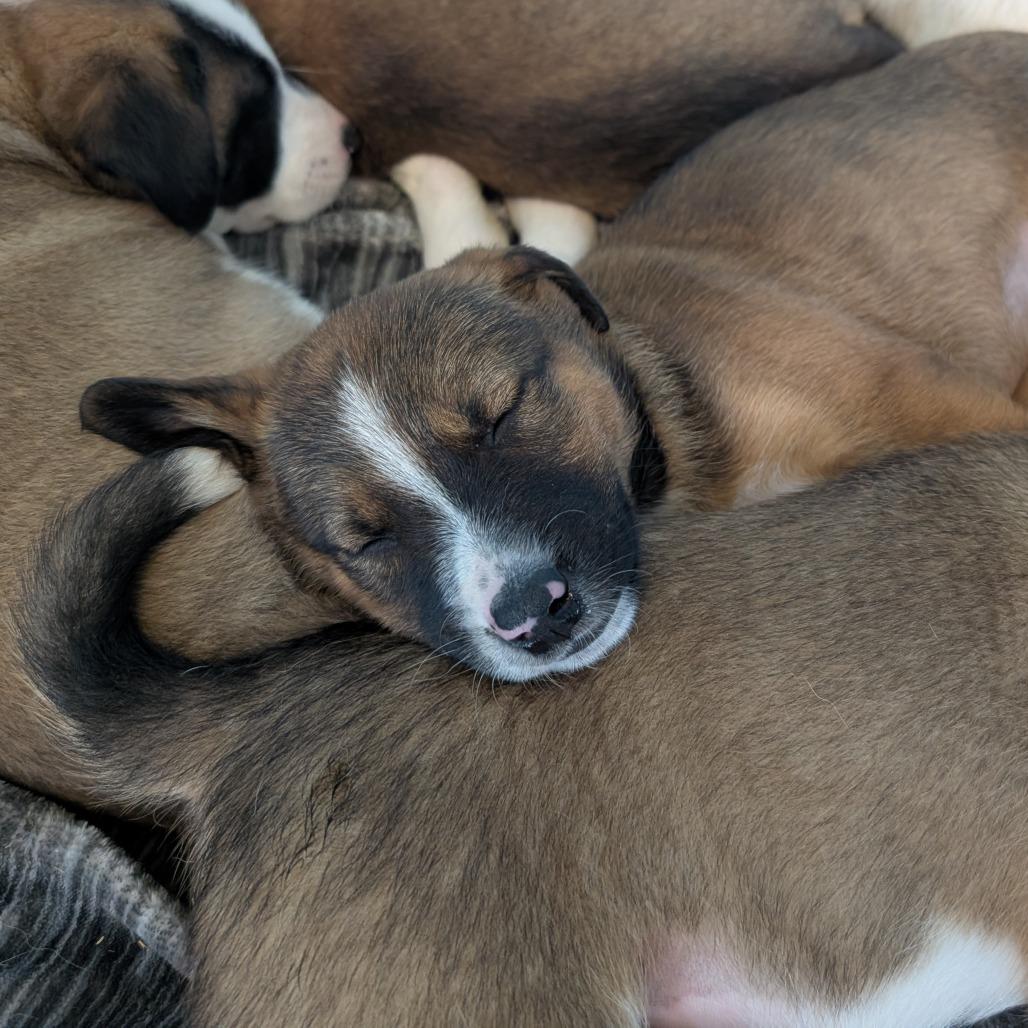 Disinfectant, a Adoptable Mixed Breed in Emporia, KS image 2/2