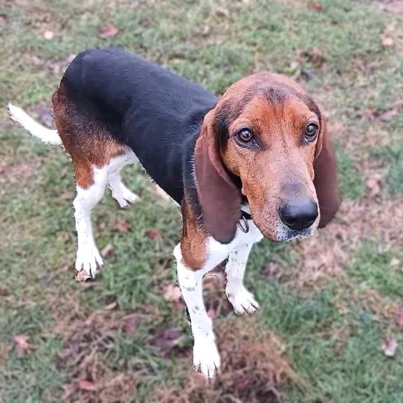 Enlarge Albert, a Adoptable Hound image 1/1