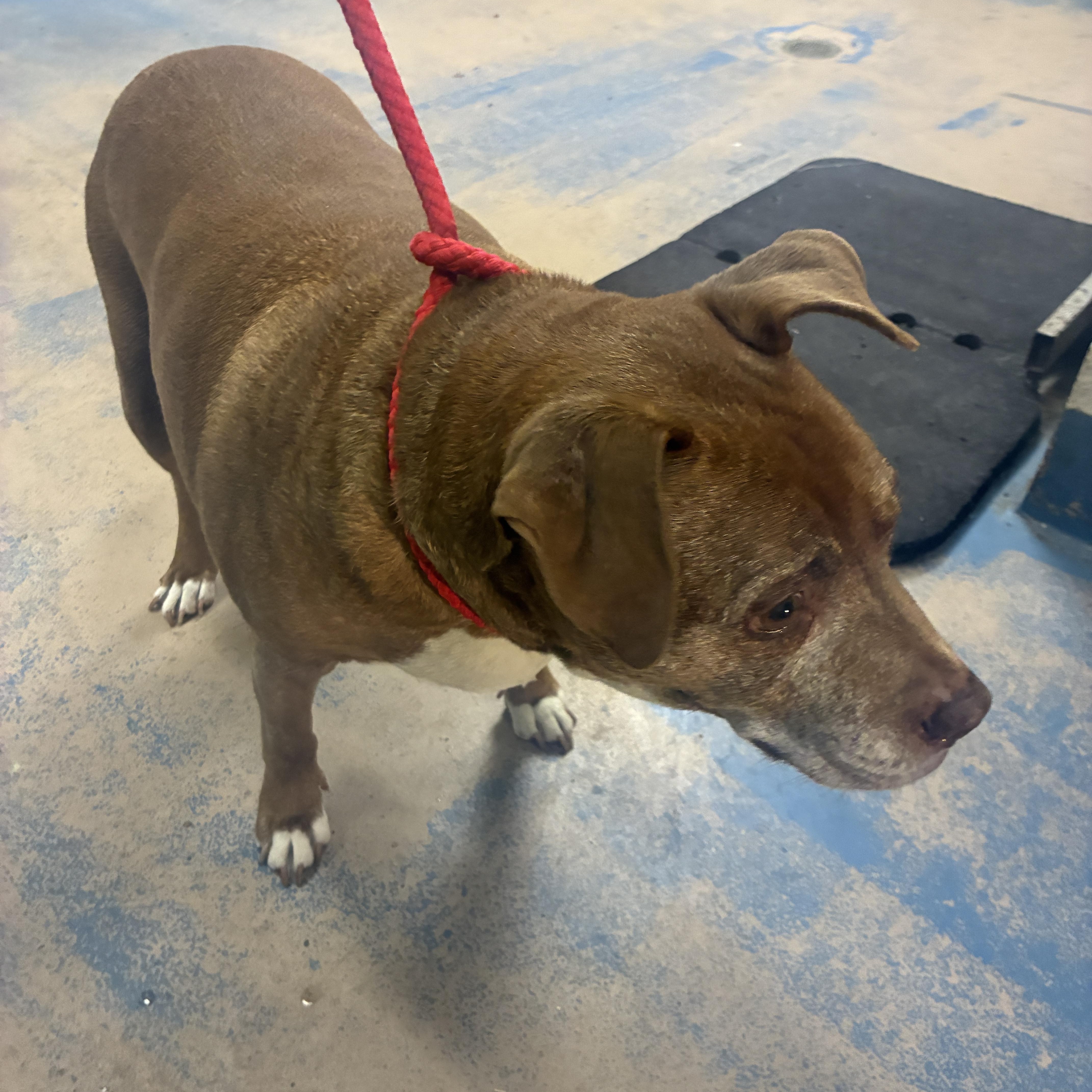 Enlarge Nacho, a ADOPTABLE mixed breed in Inverness, FL image 1/1