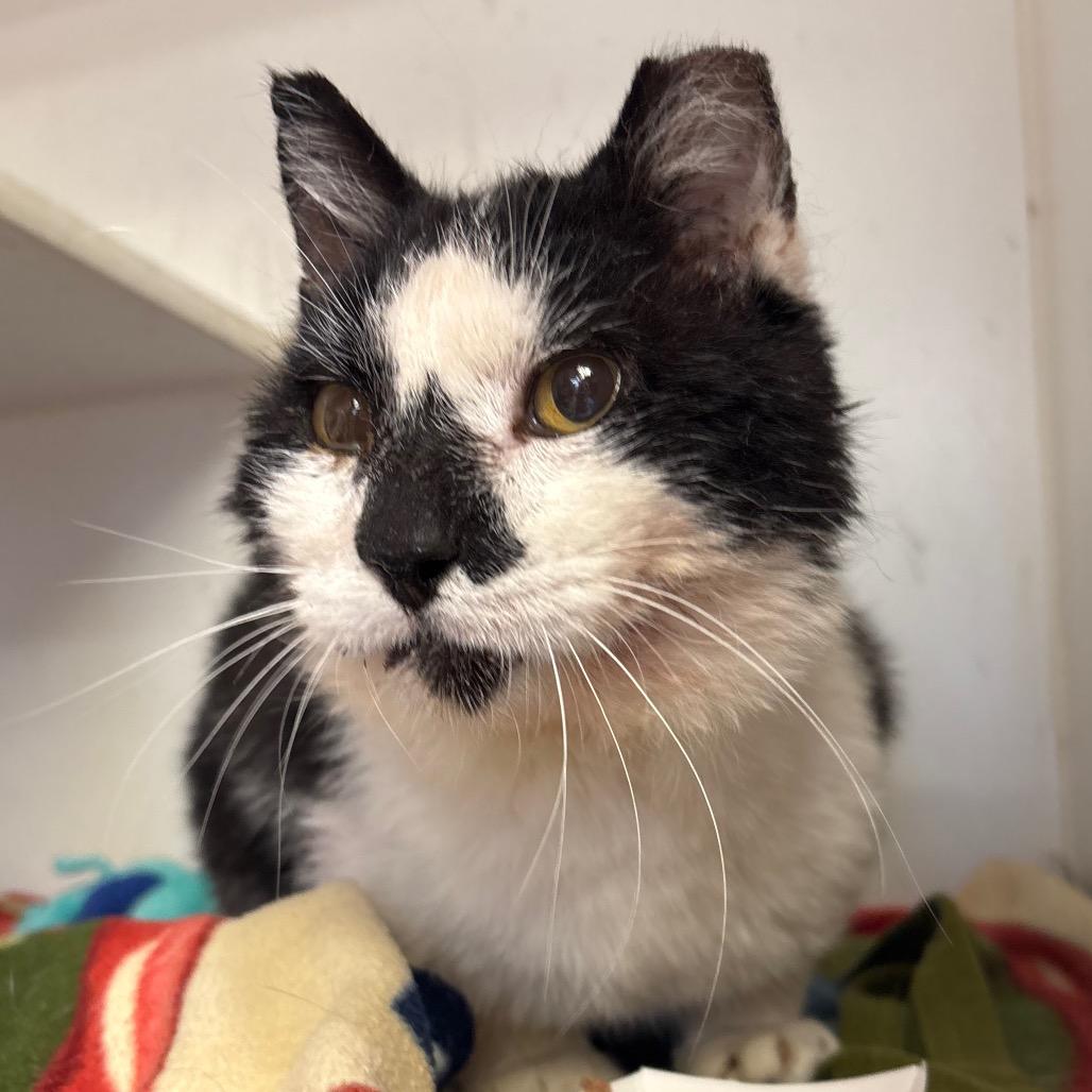 Enlarge Tommy, a Adoptable Domestic Short Hair in Springfield, IL image 1/1