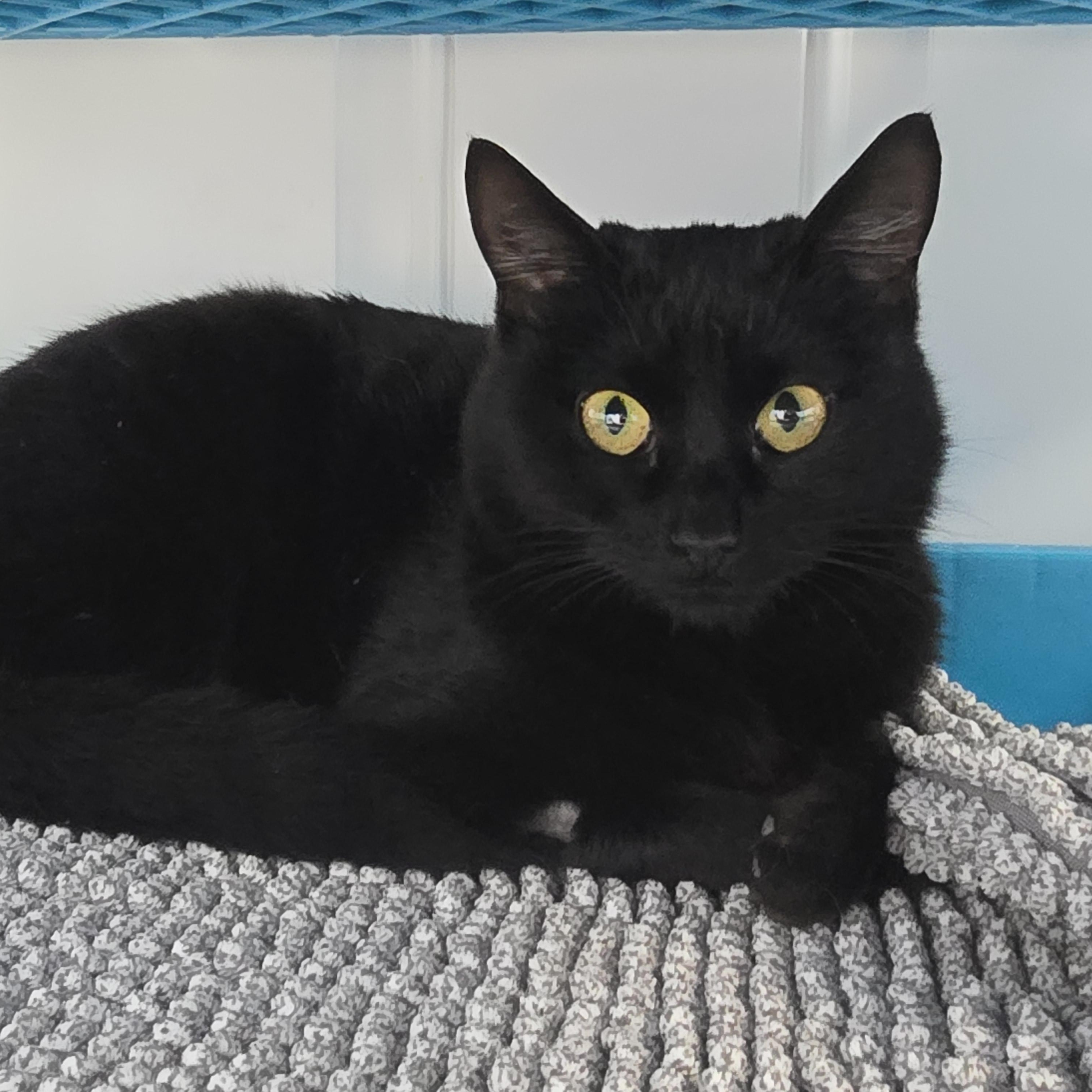 Scarlet, Young Female Domestic Short Hair