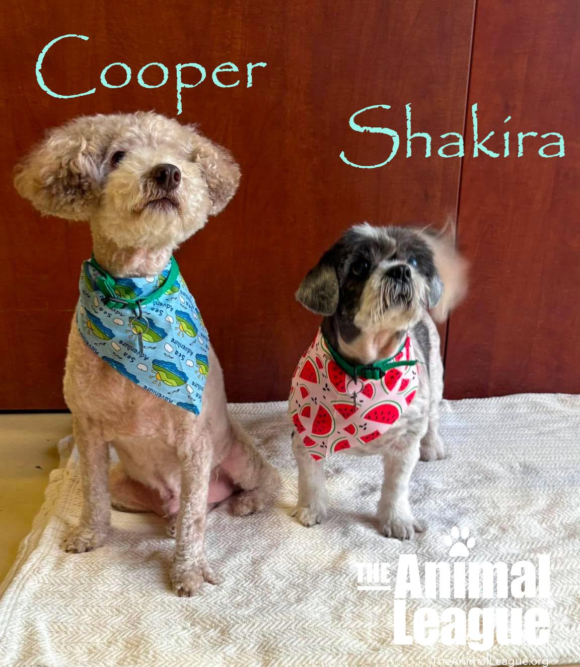 Shakira, a ADOPTABLE mixed breed in Groveland, FL image 3/3