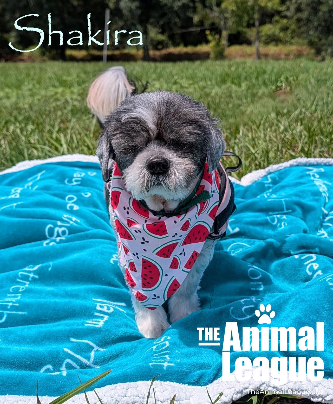 Shakira, ADOPTABLE, Senior Female Shih Tzu.