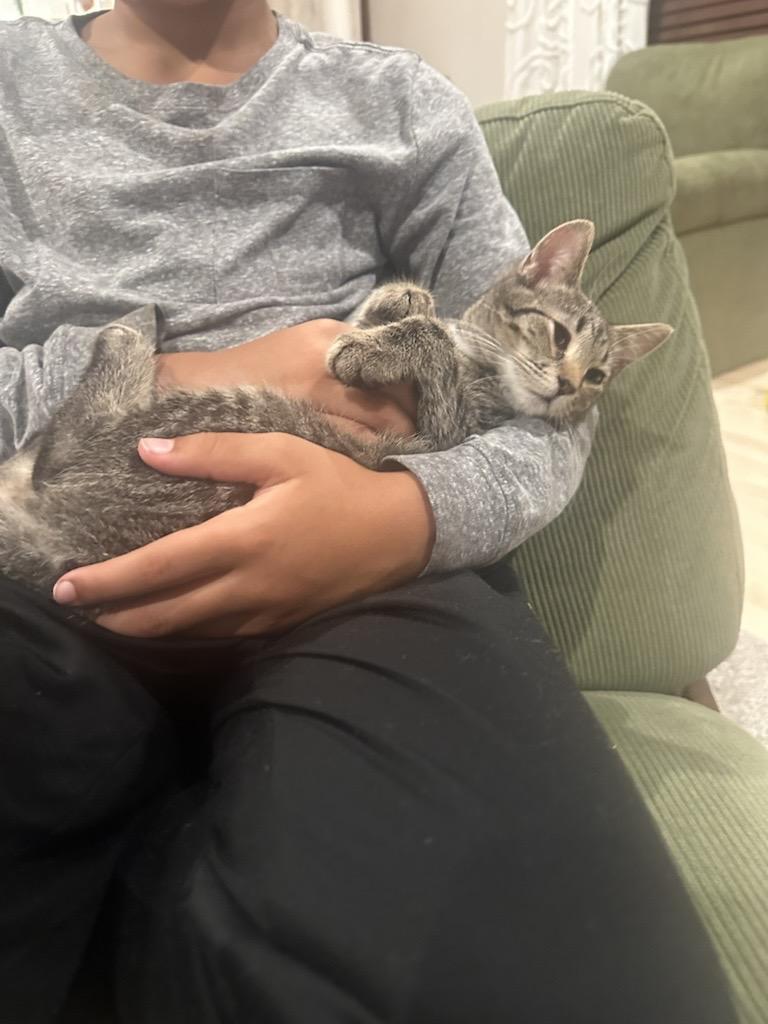 Enlarge Josie and Jace (bonded pair), an adopted Domestic Medium Hair in Woodbury, MN image 5/5