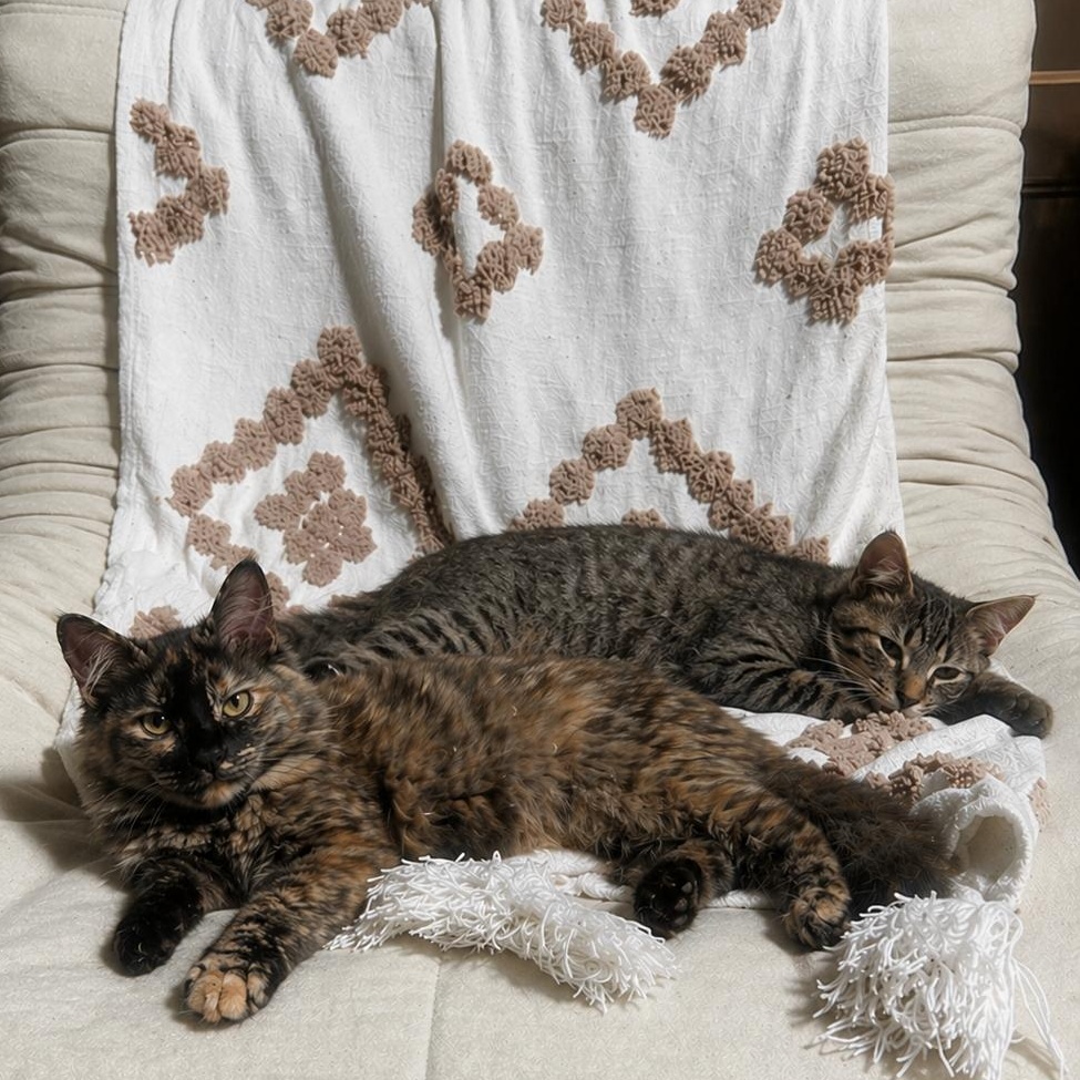 Josie and Jace (bonded pair), adopted, Kitten Female Domestic Medium Hair.