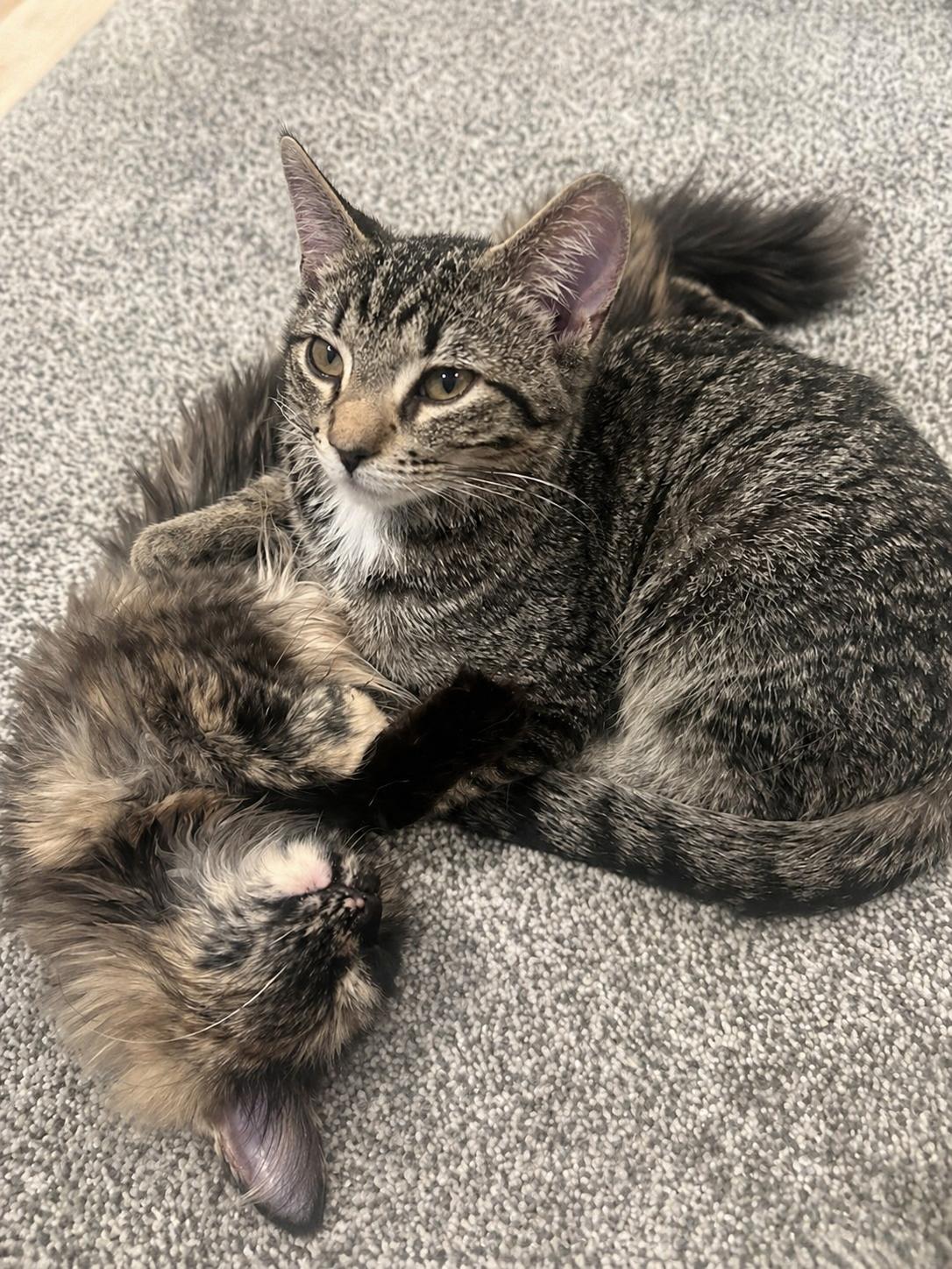 Enlarge Josie and Jace (bonded pair), an adopted Domestic Medium Hair in Woodbury, MN image 2/5