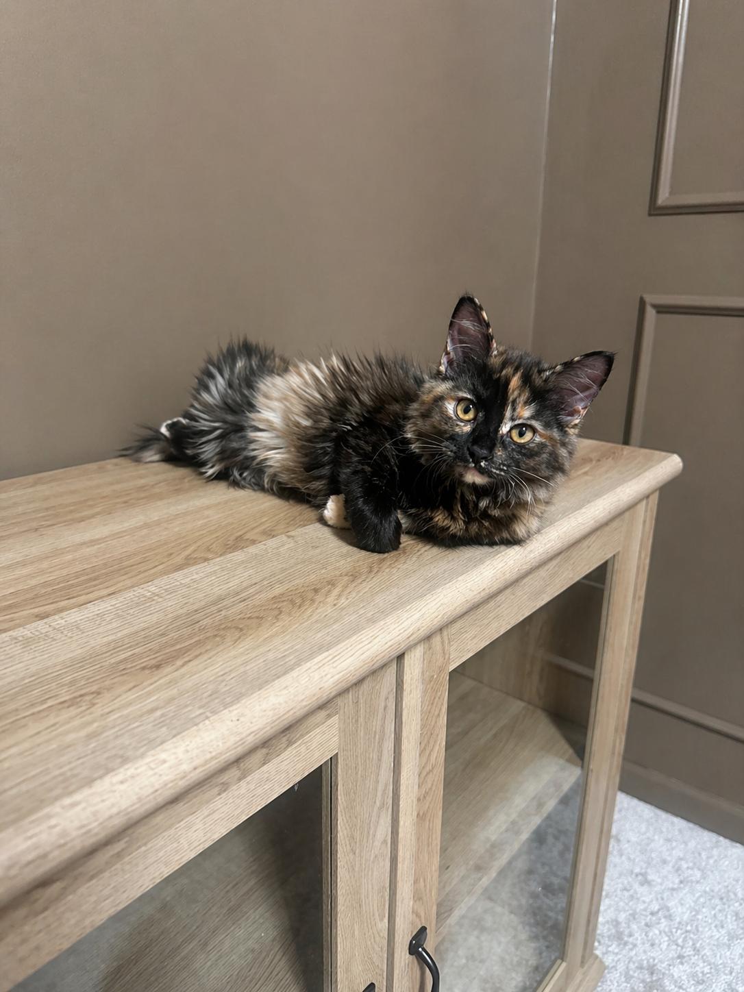 Enlarge Josie and Jace (bonded pair), an adopted Domestic Medium Hair in Woodbury, MN image 4/5