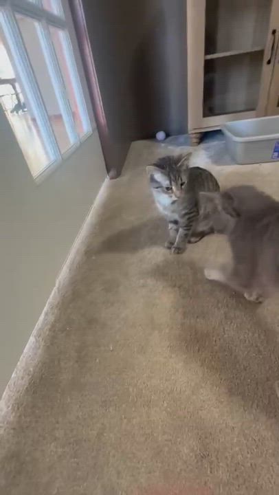 Enlarge Josie and Jace (bonded pair), an adopted Domestic Medium Hair in Woodbury, MN video 3/5