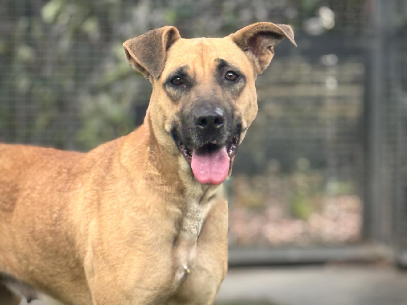 MIKA, Adoptable, Adult Female German Shepherd Dog.