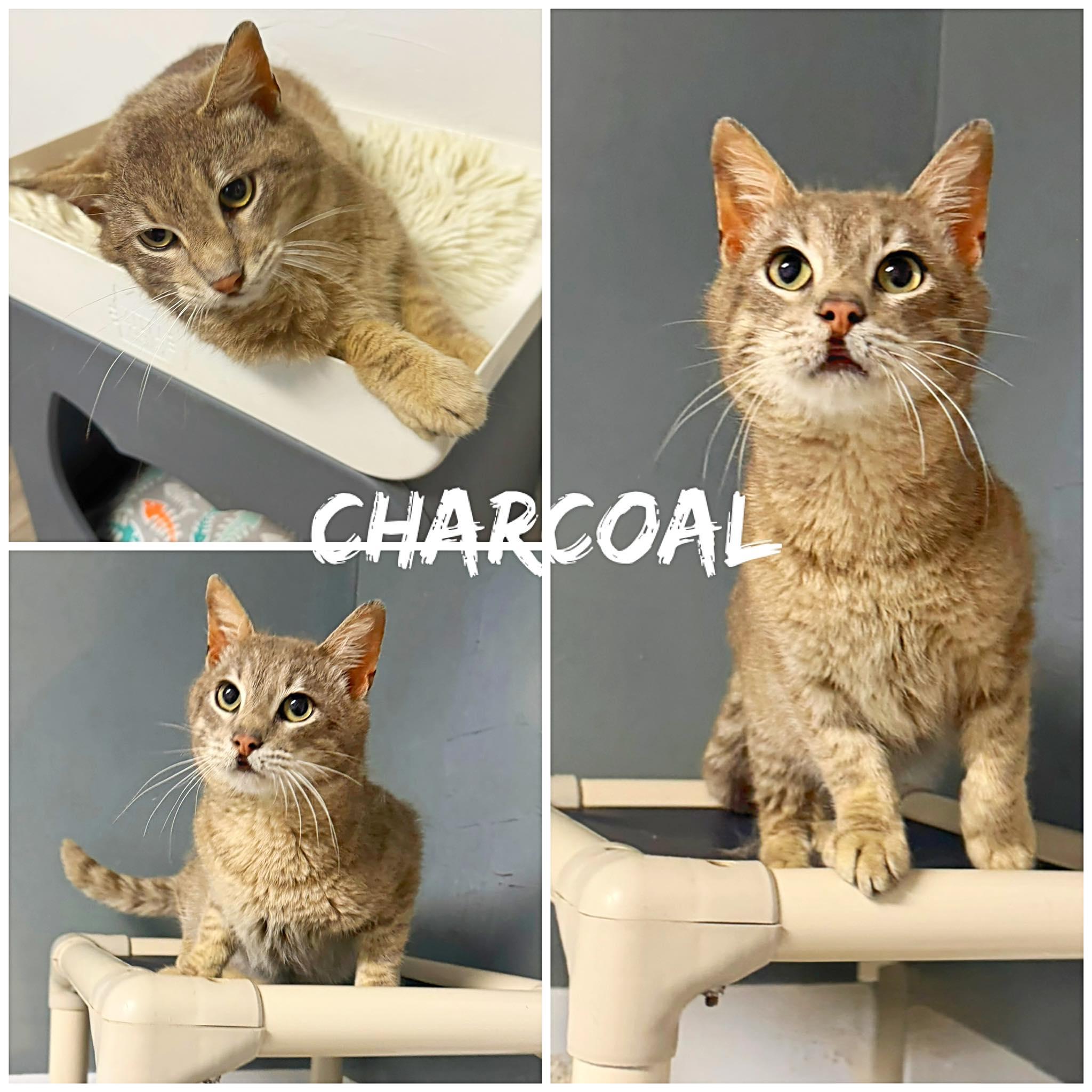 Charcoal, adopted, Adult Male Domestic Short Hair.