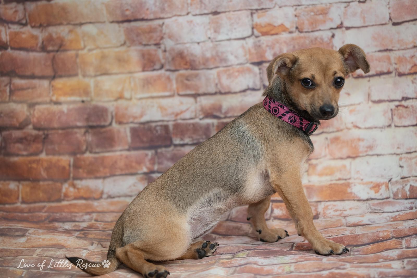 Enlarge Josie, a ADOPTABLE mixed breed in Heiskell, TN image 2/3