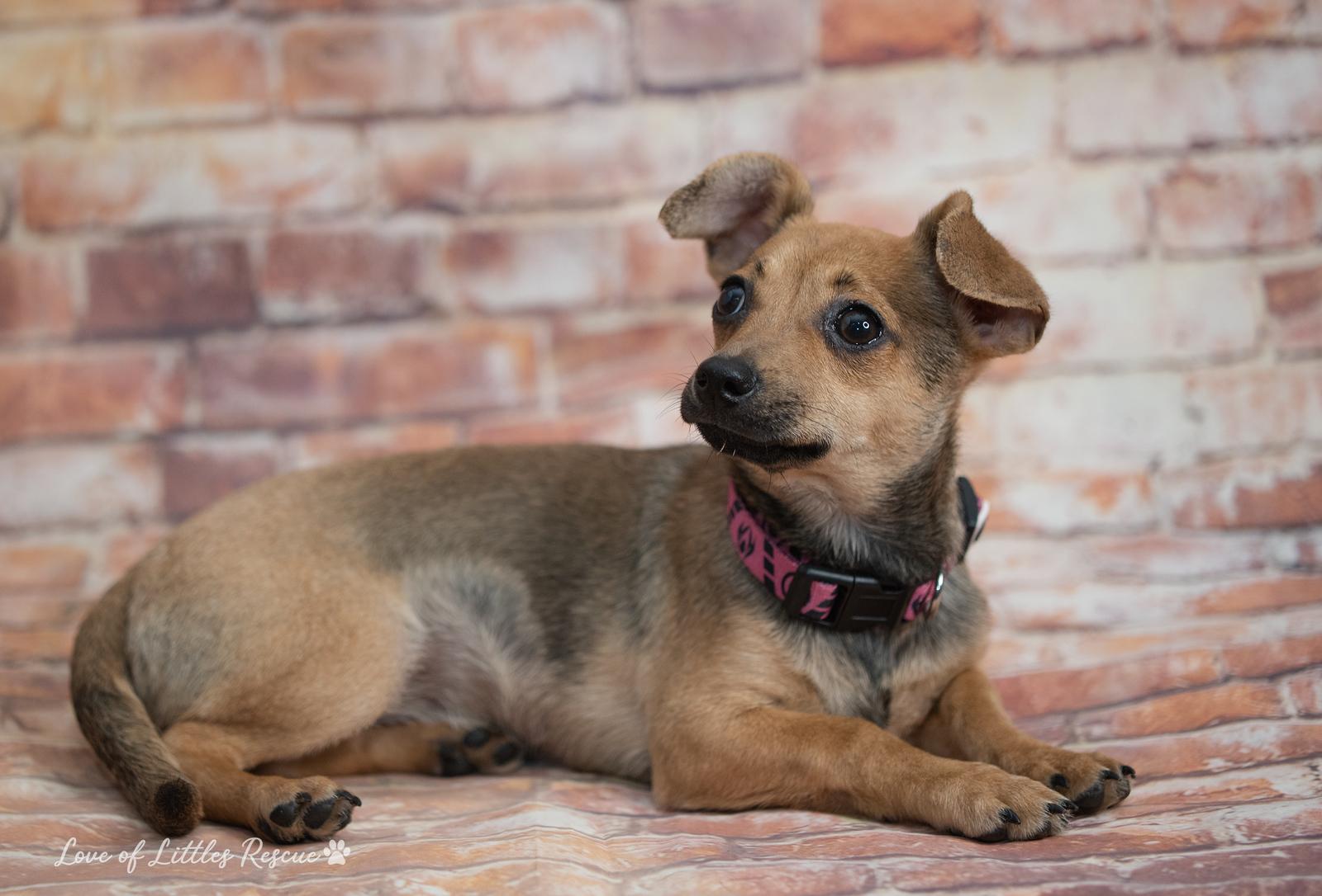 Josie, ADOPTABLE, Puppy Female Chihuahua & Dachshund.