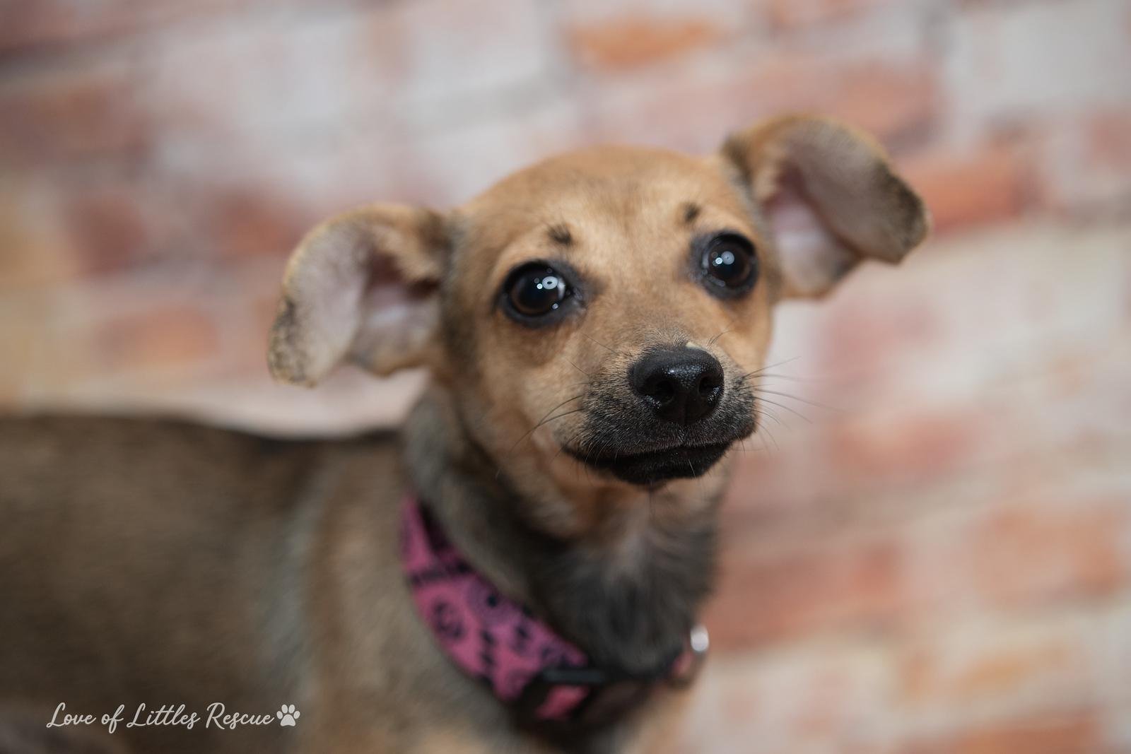 Enlarge Josie, a ADOPTABLE mixed breed in Heiskell, TN image 3/3