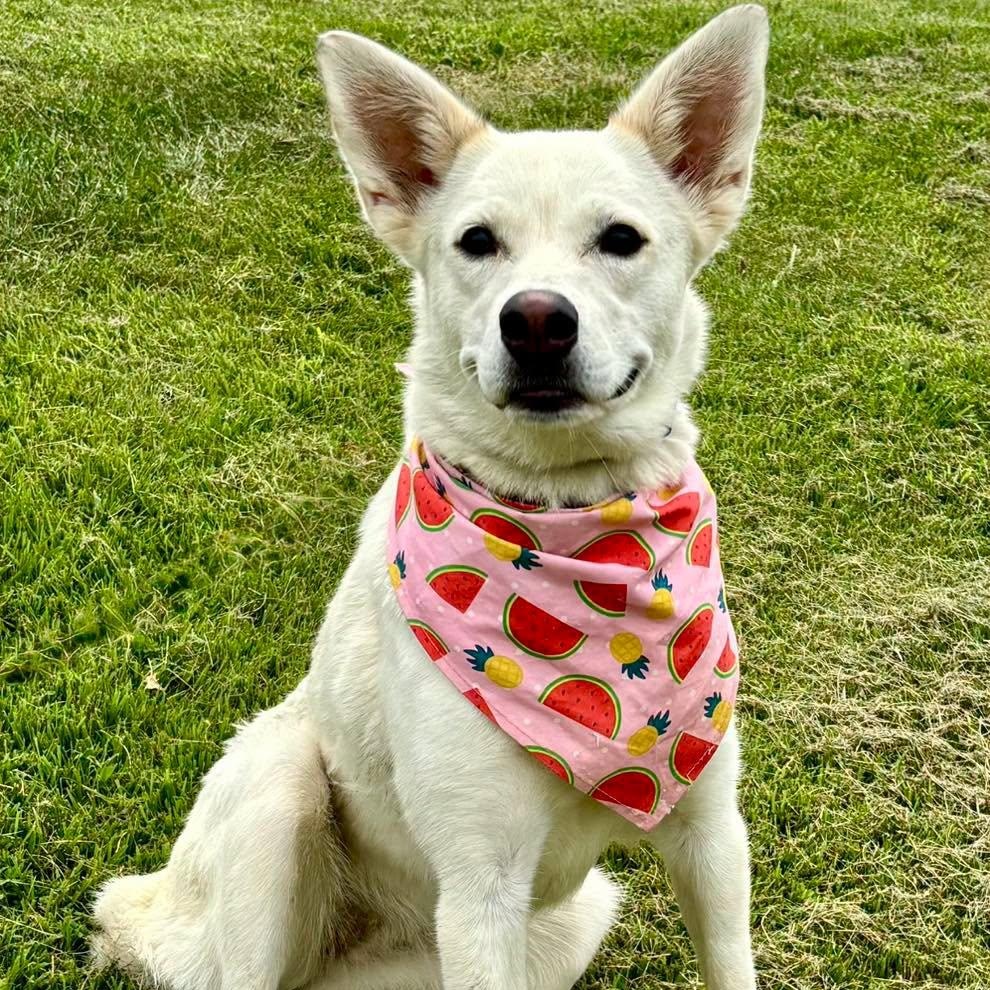 Taiga, Adoptable, Young Female Shepherd & Husky.