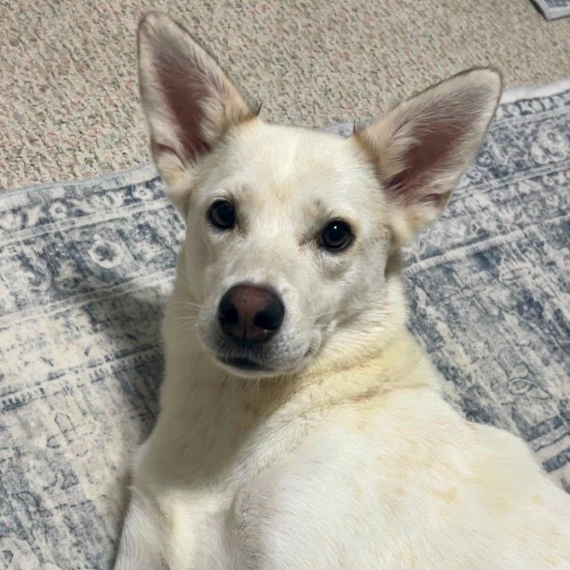 Enlarge Taiga, a Adoptable mixed breed in Effingham, IL image 3/5