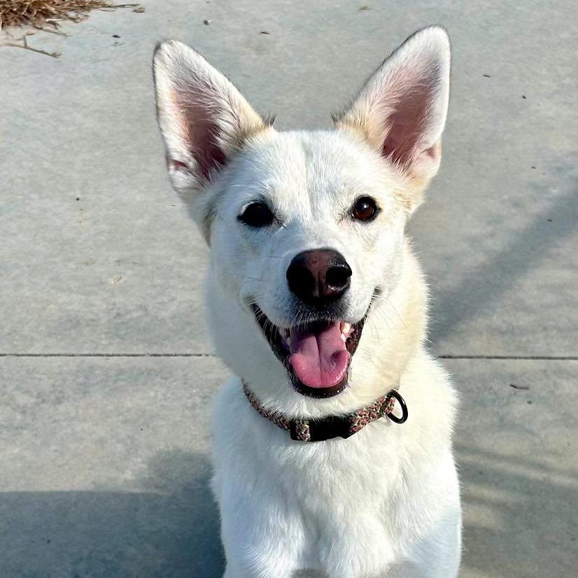 Enlarge Taiga, a Adoptable mixed breed in Effingham, IL image 4/5
