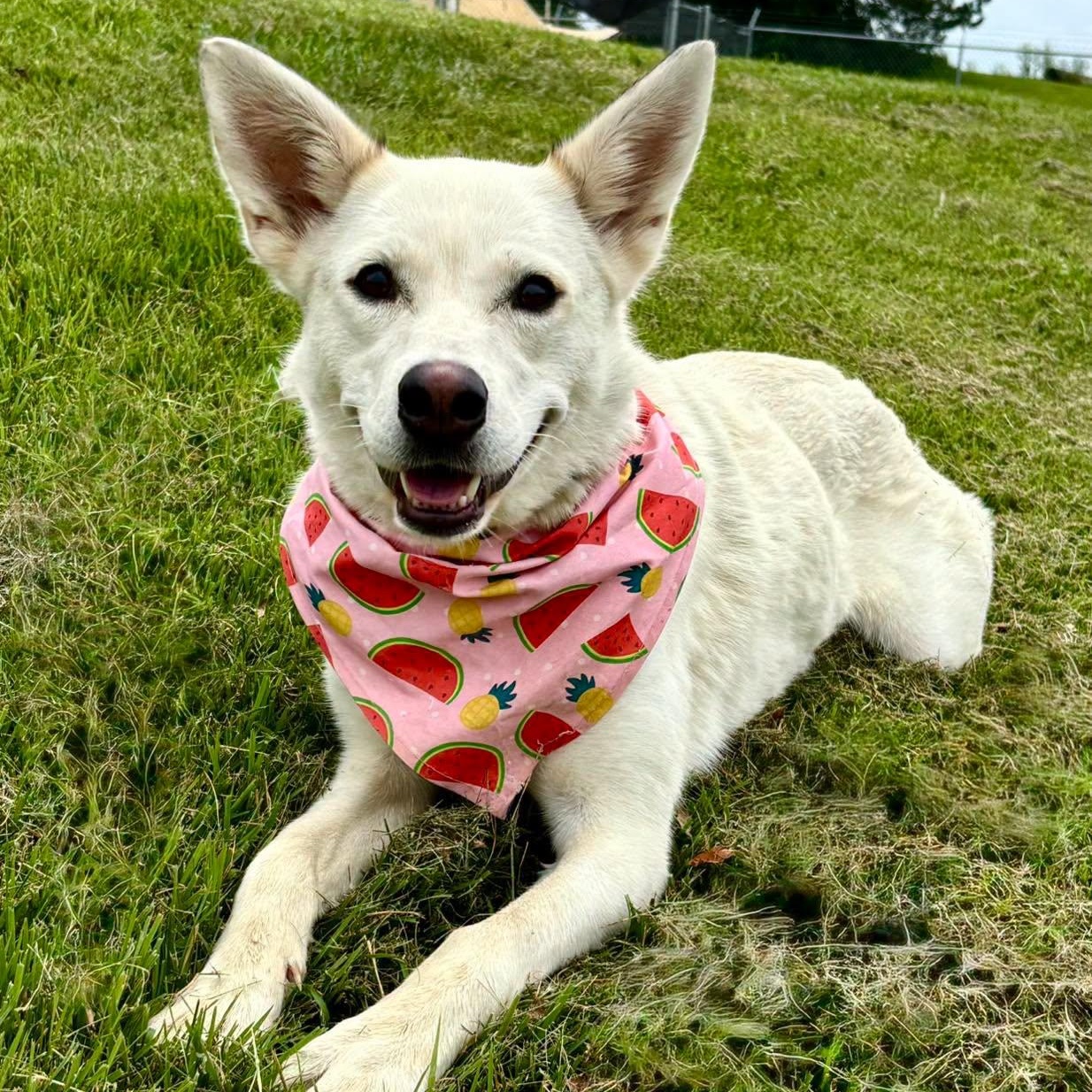 Enlarge Taiga, a Adoptable mixed breed in Effingham, IL image 2/5