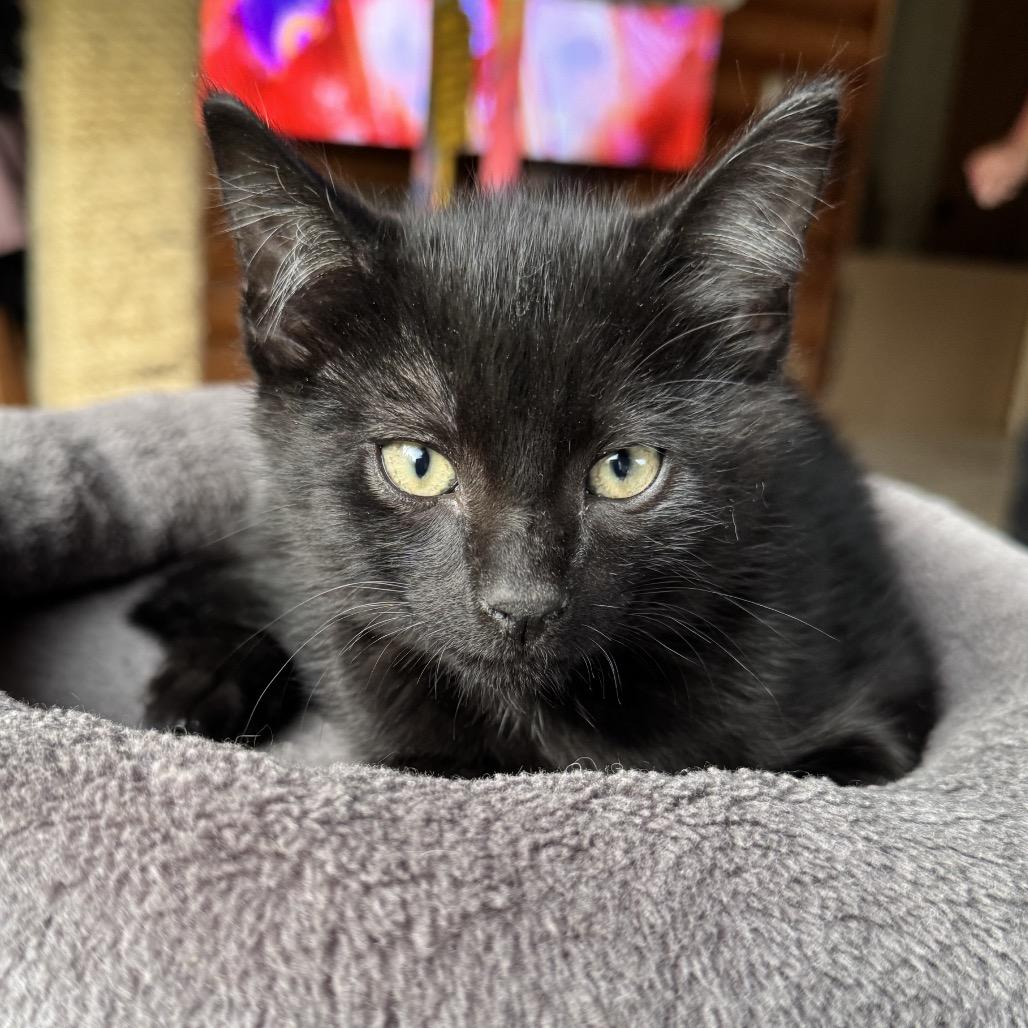 Jack, Adoptable, Kitten Male Domestic Short Hair.