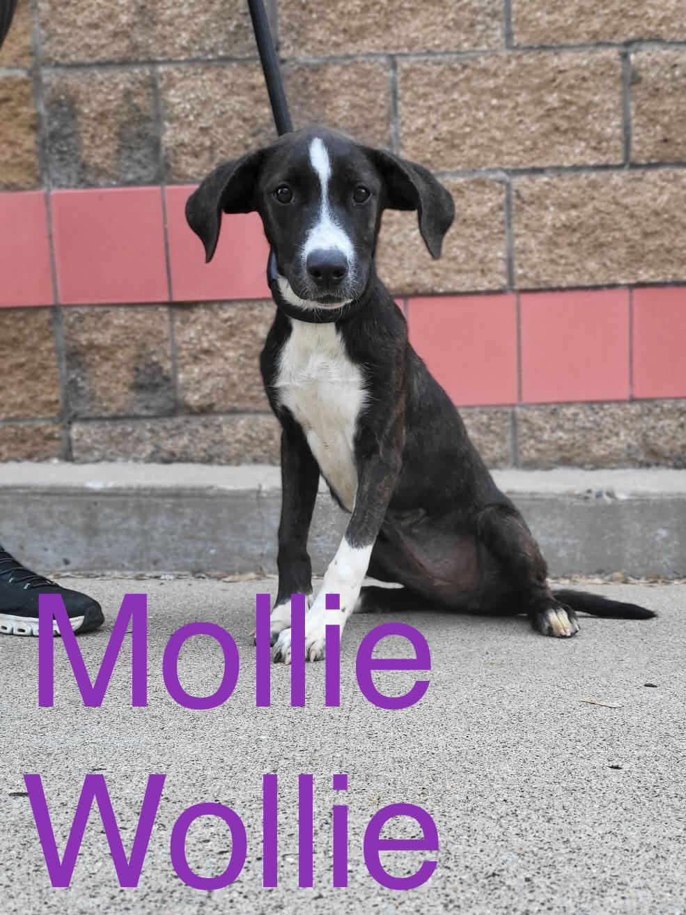 Mollie Wollie, Adoptable, Puppy Female Border Collie & Mixed Breed.