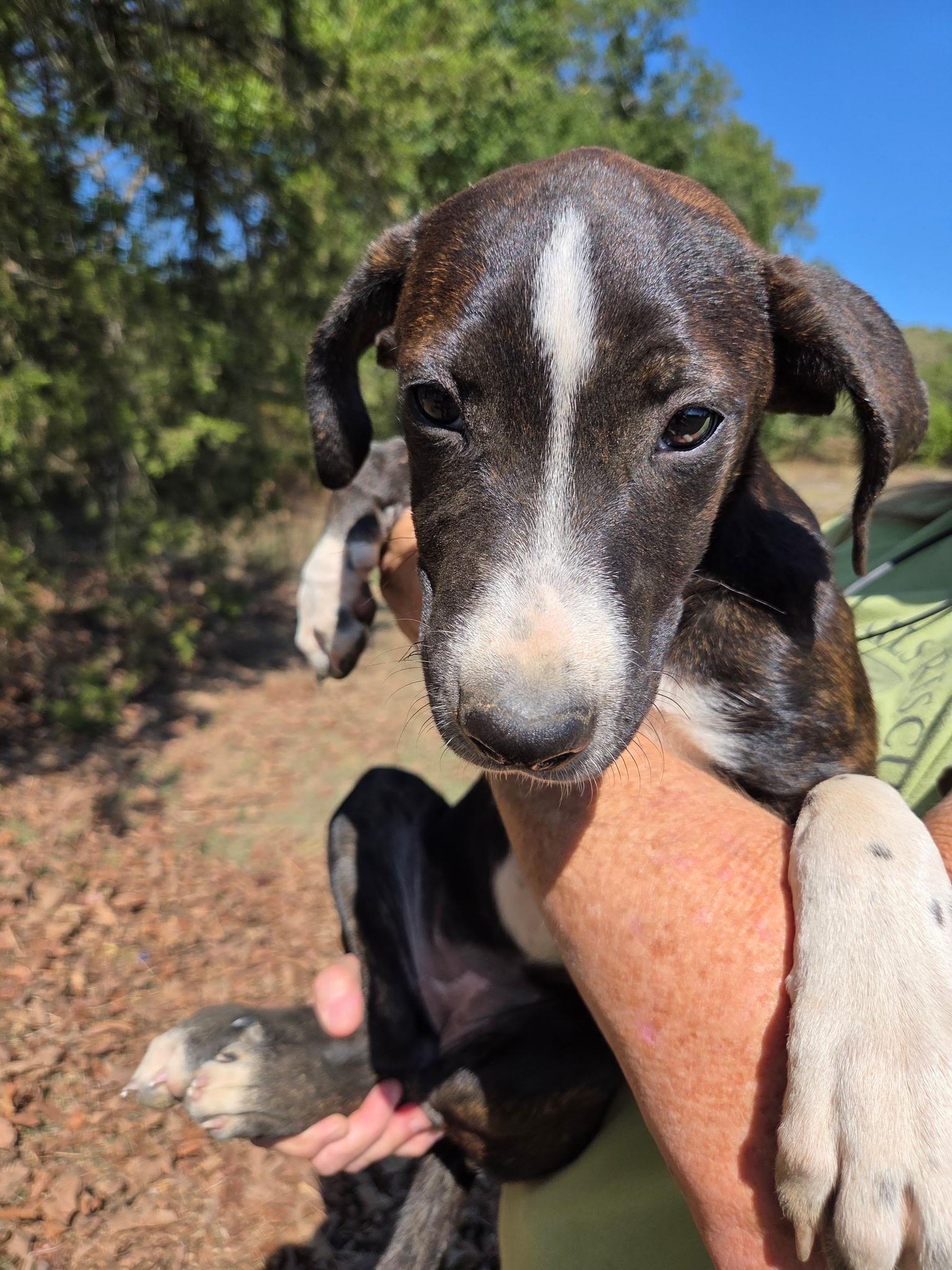 Enlarge Mollie Wollie, a Adoptable mixed breed in Zimmerman, MN image 2/2