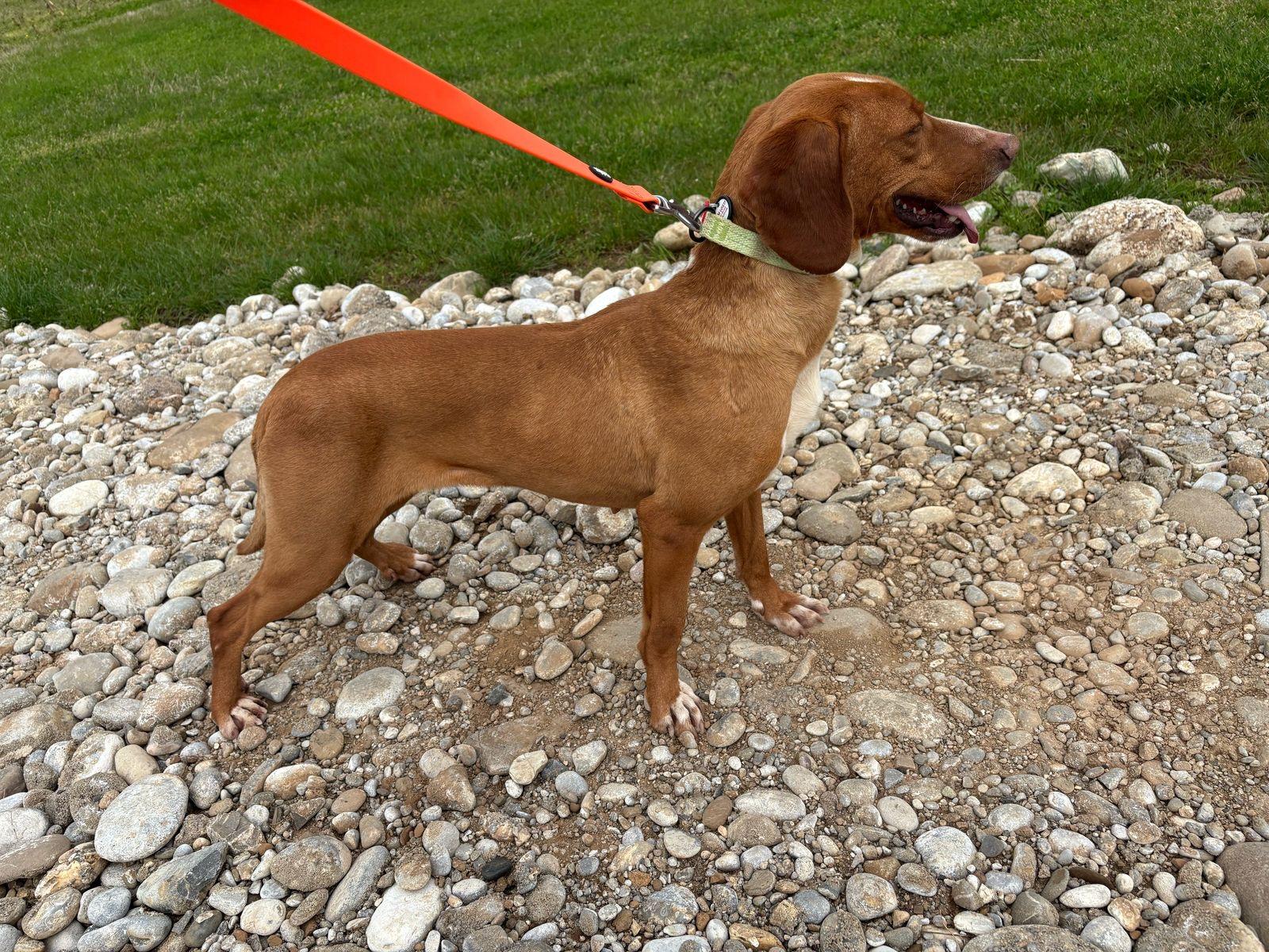 Lolita, a Adoptable mixed breed in Essex, CT image 3/6